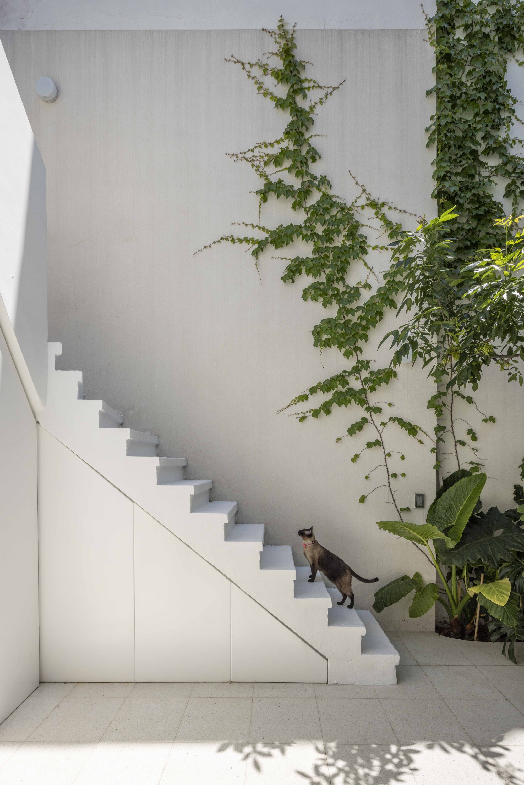 White concrete staircase with storage panels beneath, a cat on the steps and climbing vines on the wall behind