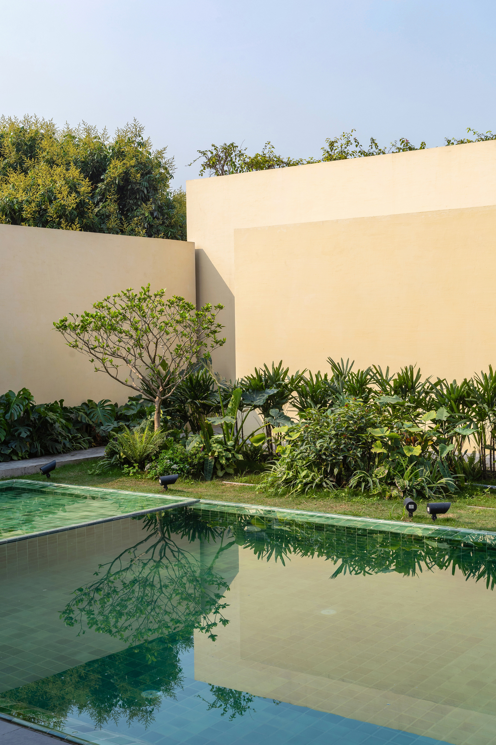 Pool edge reflecting a frangipani tree and tropical planting against tall cream walls in soft morning light