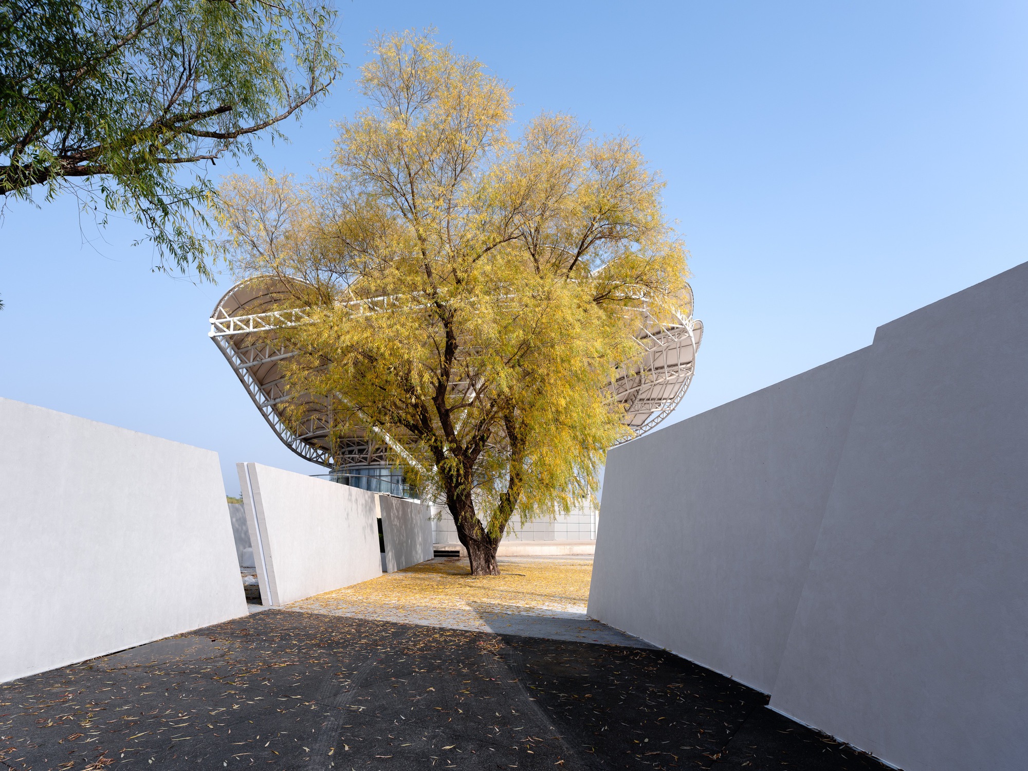 Gap between slanted white concrete walls framing a yellow willow and the truss canopy behind it, fallen leaves on the ground