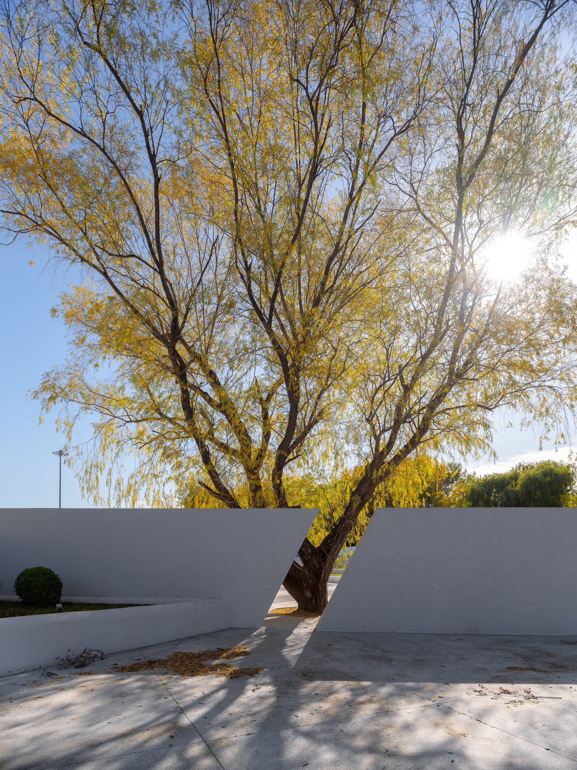 Willow trunk rising through a slanted gap between two white wall panels, backlit by low sun and dappled shadow on the paving