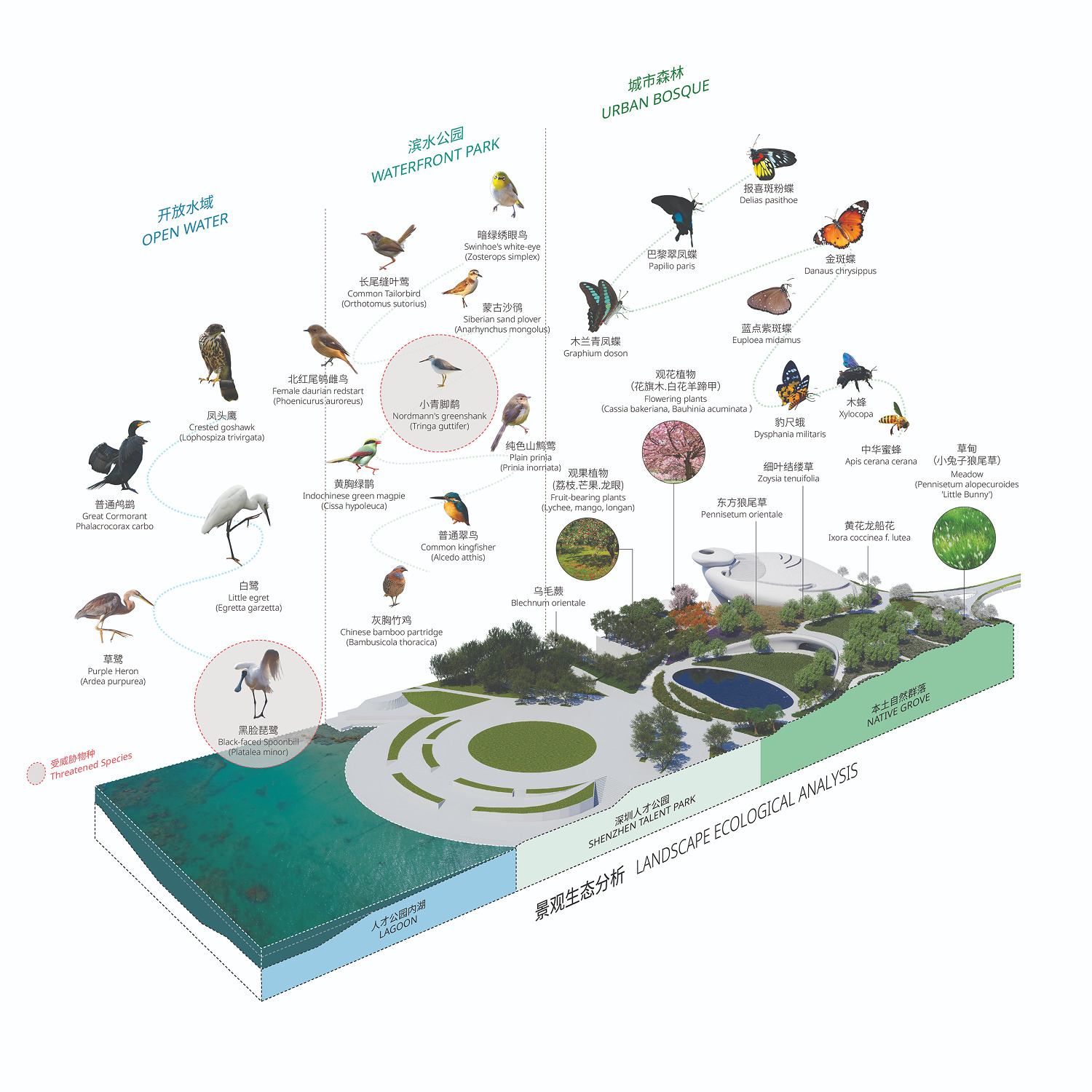 Axonometric landscape ecology diagram cutting through lagoon, waterfront park and grove, annotated with birds and butterflies in each habitat zone