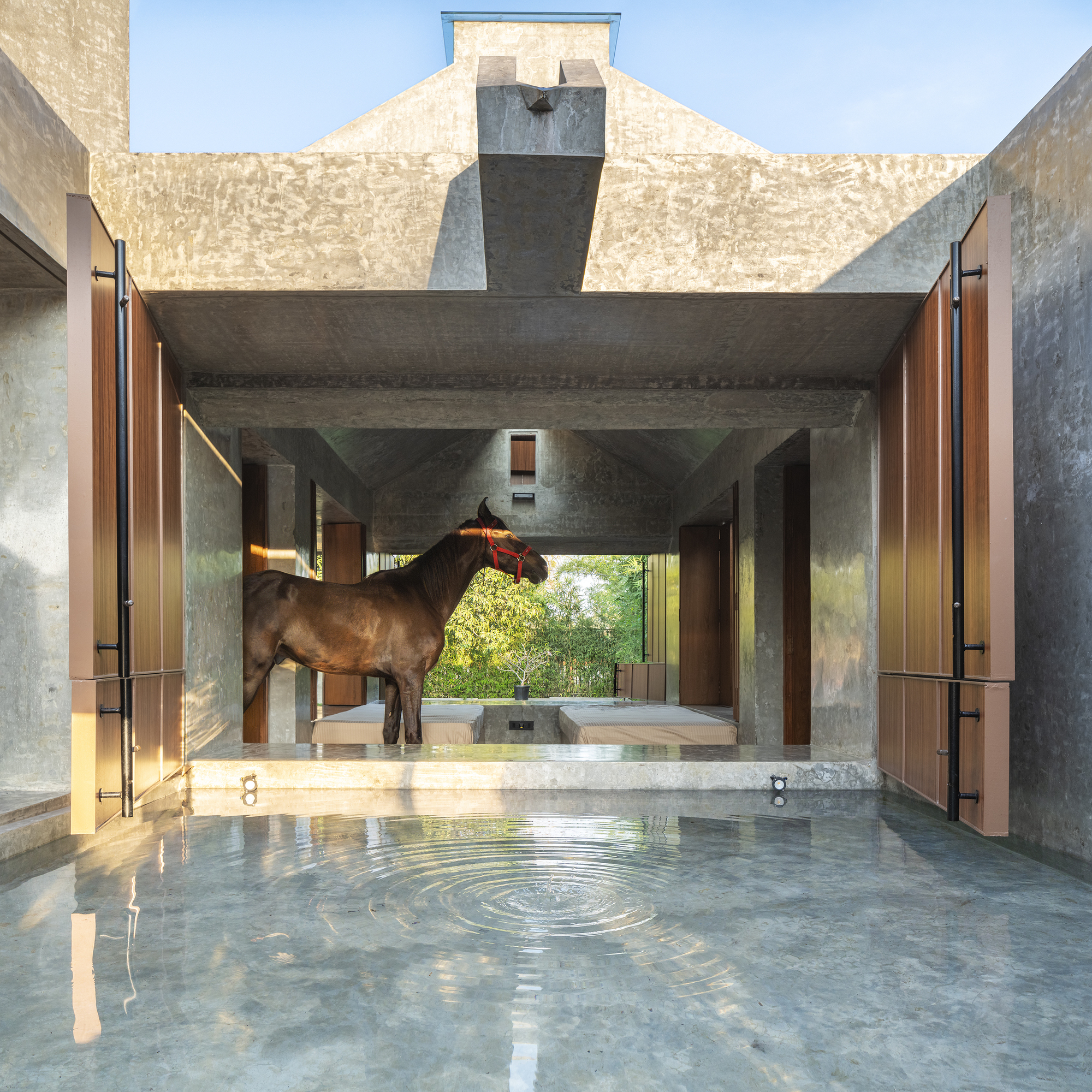 A brown horse with a red halter standing between open timber shutters beside a shallow rippling pool, with green trees beyond in late light