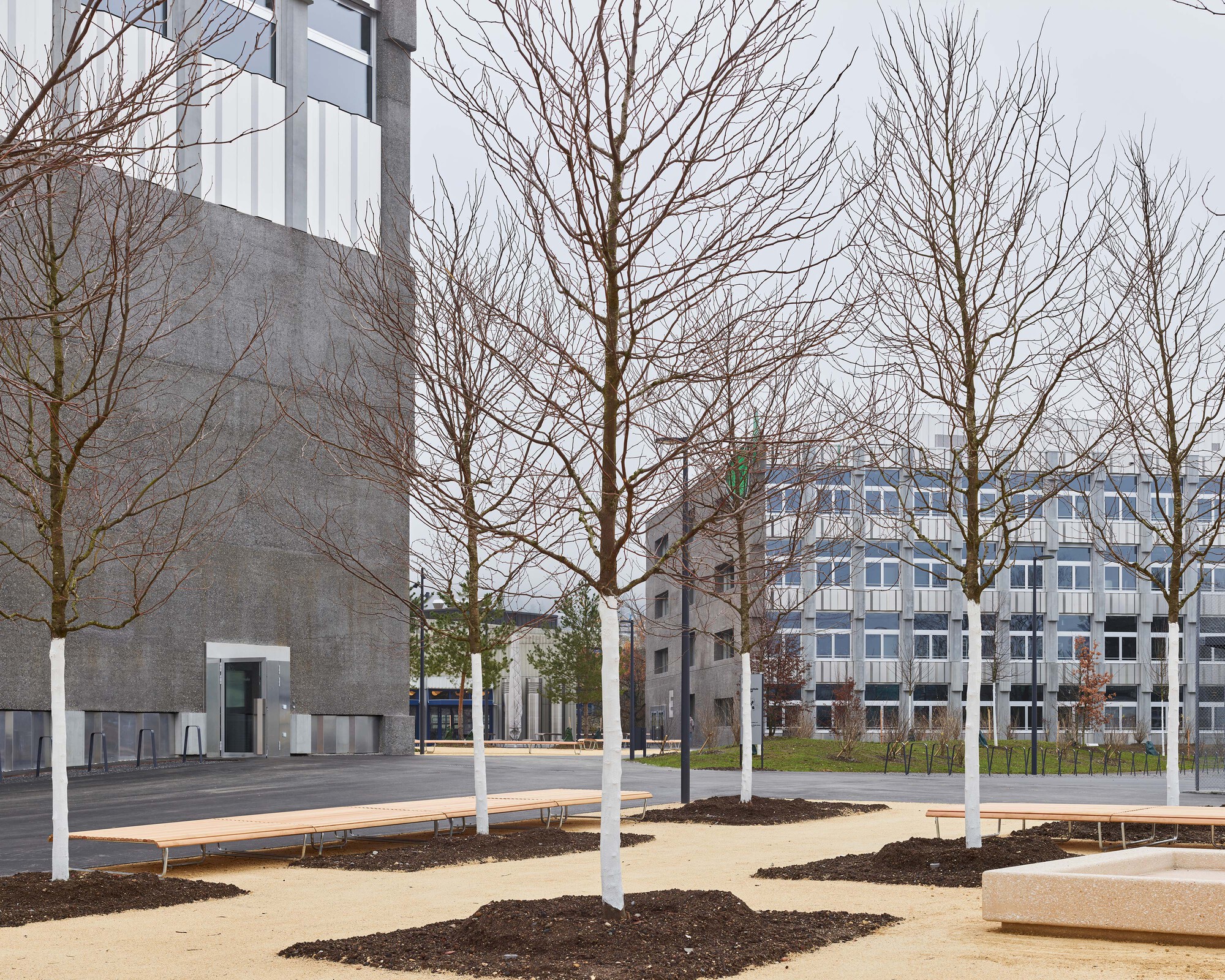 Young bare trees with whitewashed trunks over mulch beds and timber benches, in front of a gray concrete facade on an overcast day
