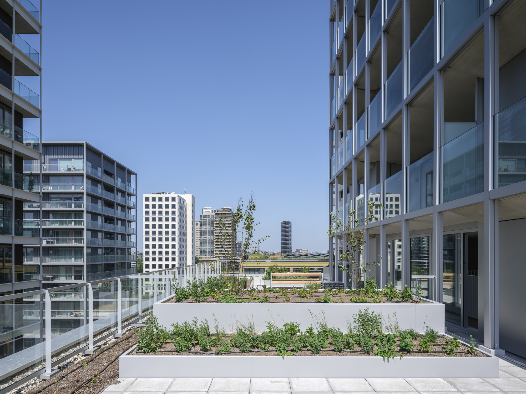Rooftop terrace with raised planter beds of grasses and shrubs between glazed balconied towers in bright sun
