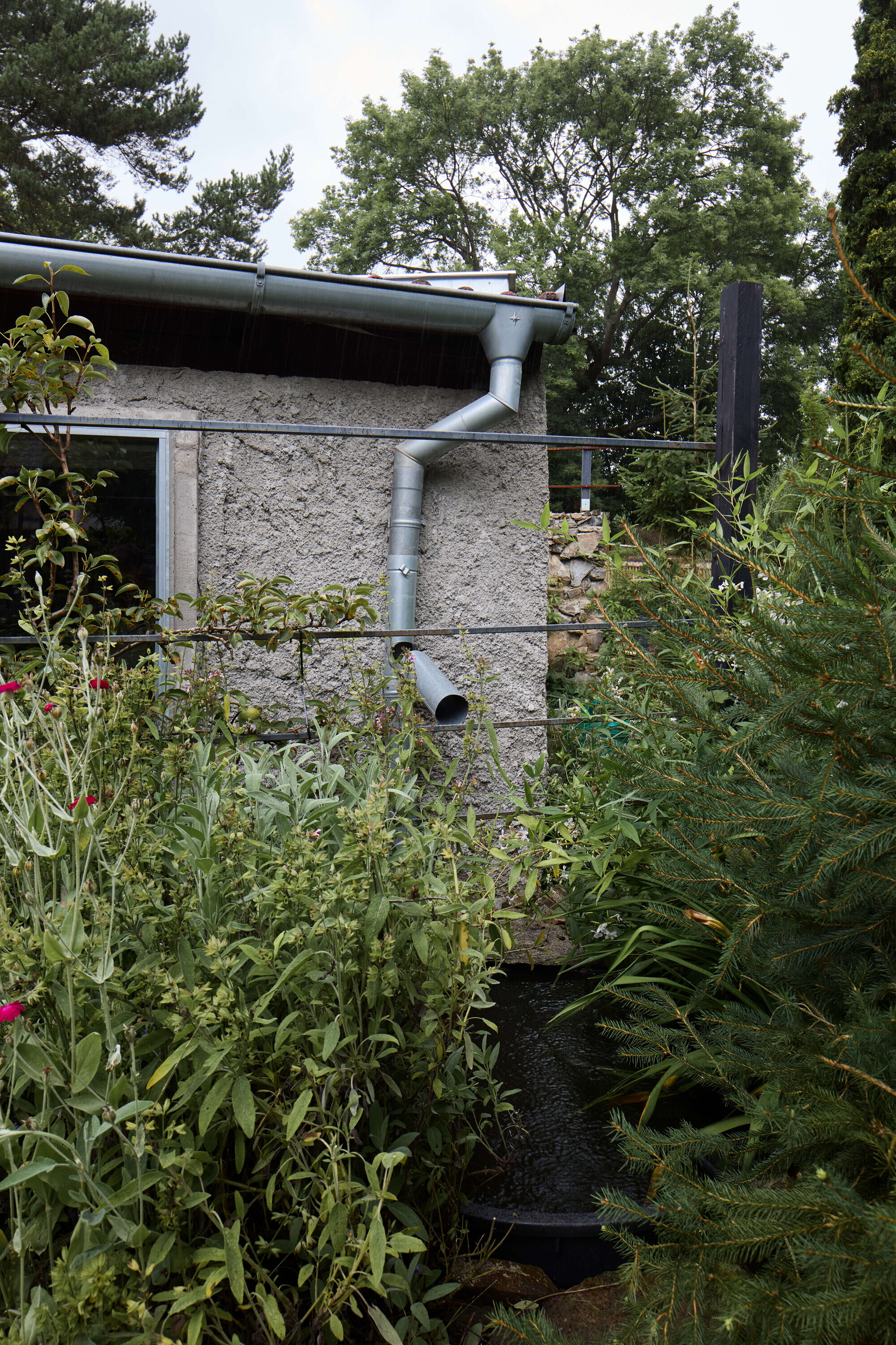Rough plastered garden wall with a grey metal downpipe, wire trellis and dense planting under an overcast sky