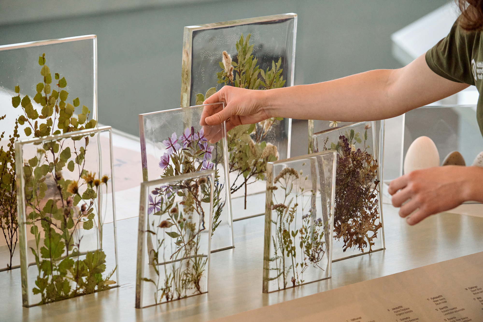 Visitor's hand arranging pressed plants set in clear glass panels on a display table, with an egg beside them