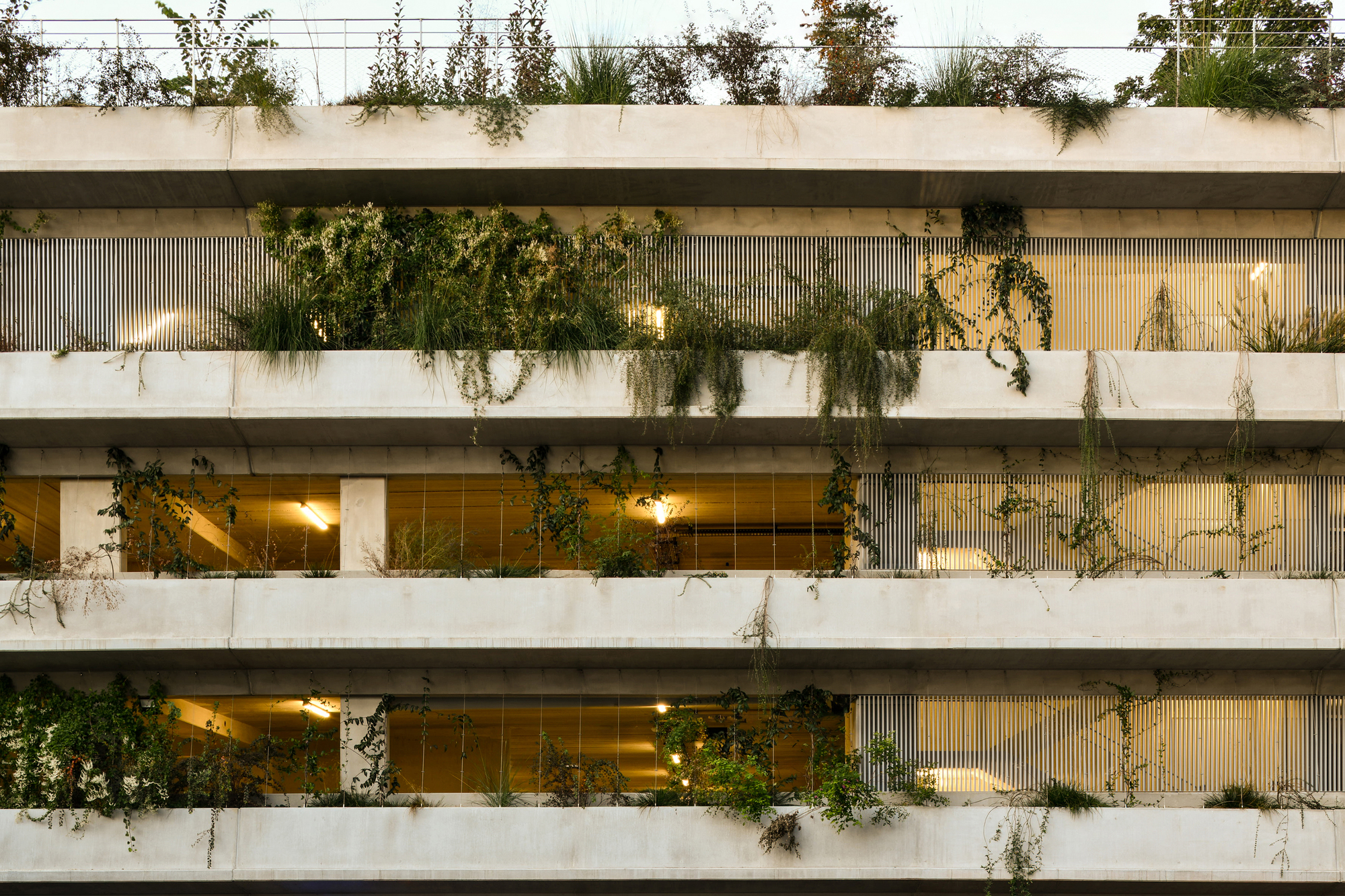 Close view of cantilevered concrete slab edges trailing vines and grasses above warmly lit slatted screens at dusk