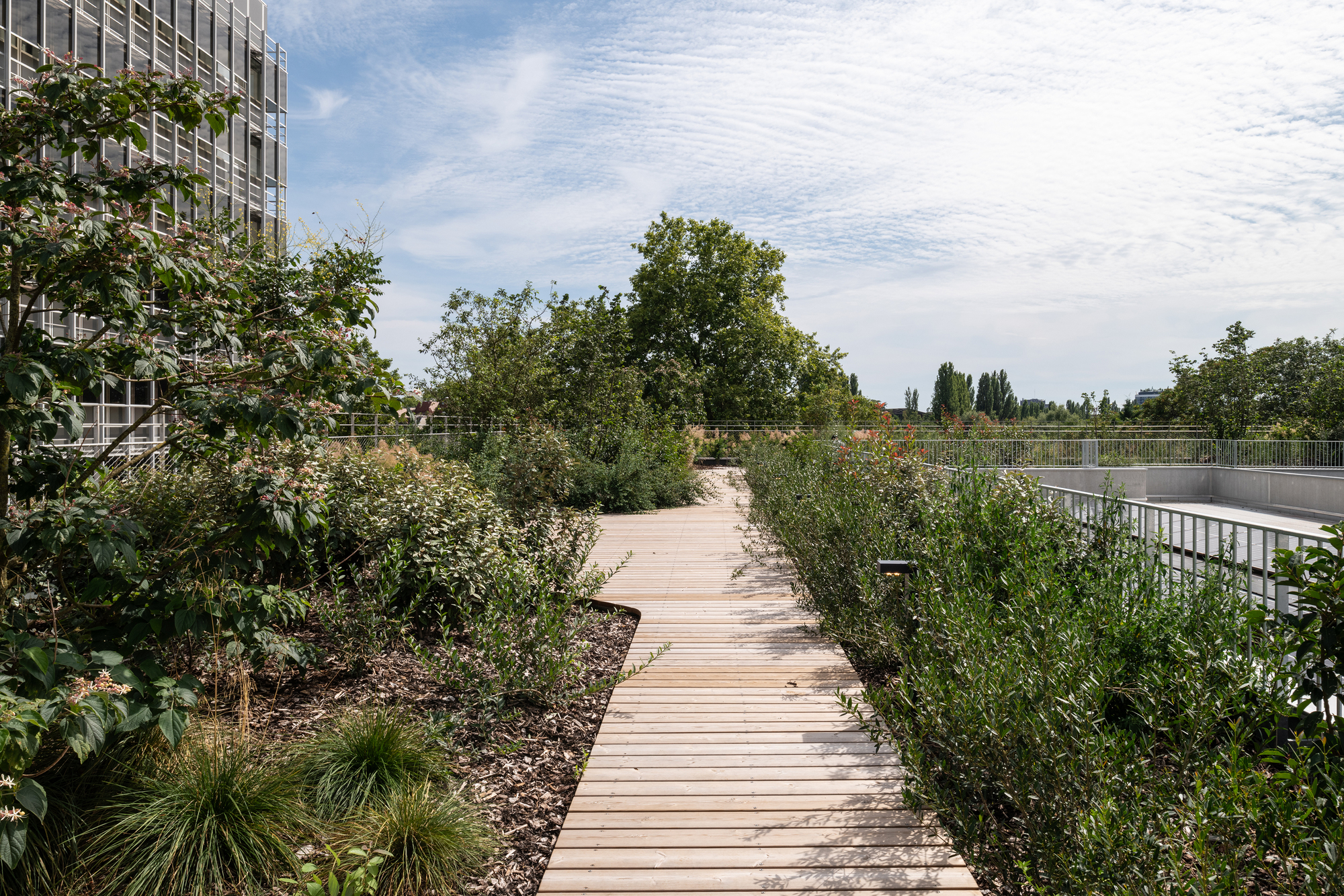 Timber boardwalk running between shrubs and grasses on a rooftop garden under streaky summer clouds