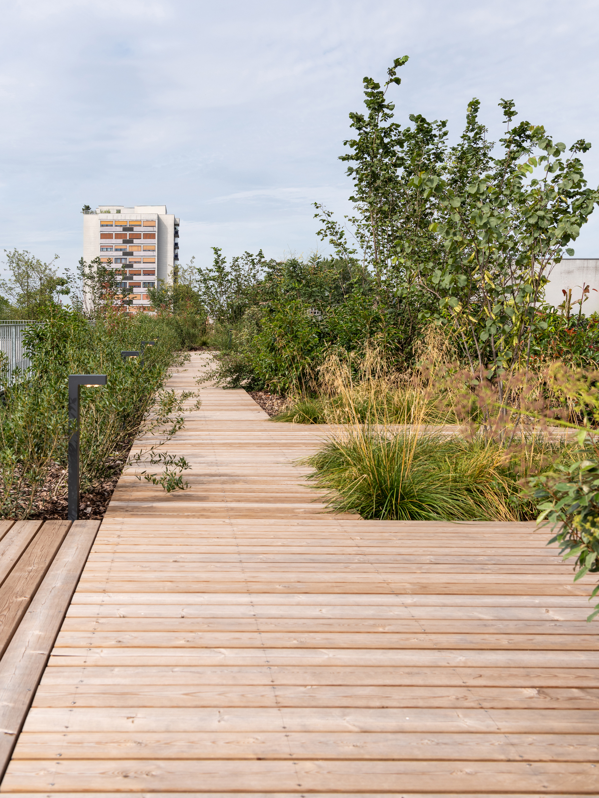 Close view of wooden decking winding through tall grasses and young trees, with a low bollard light and distant apartment block