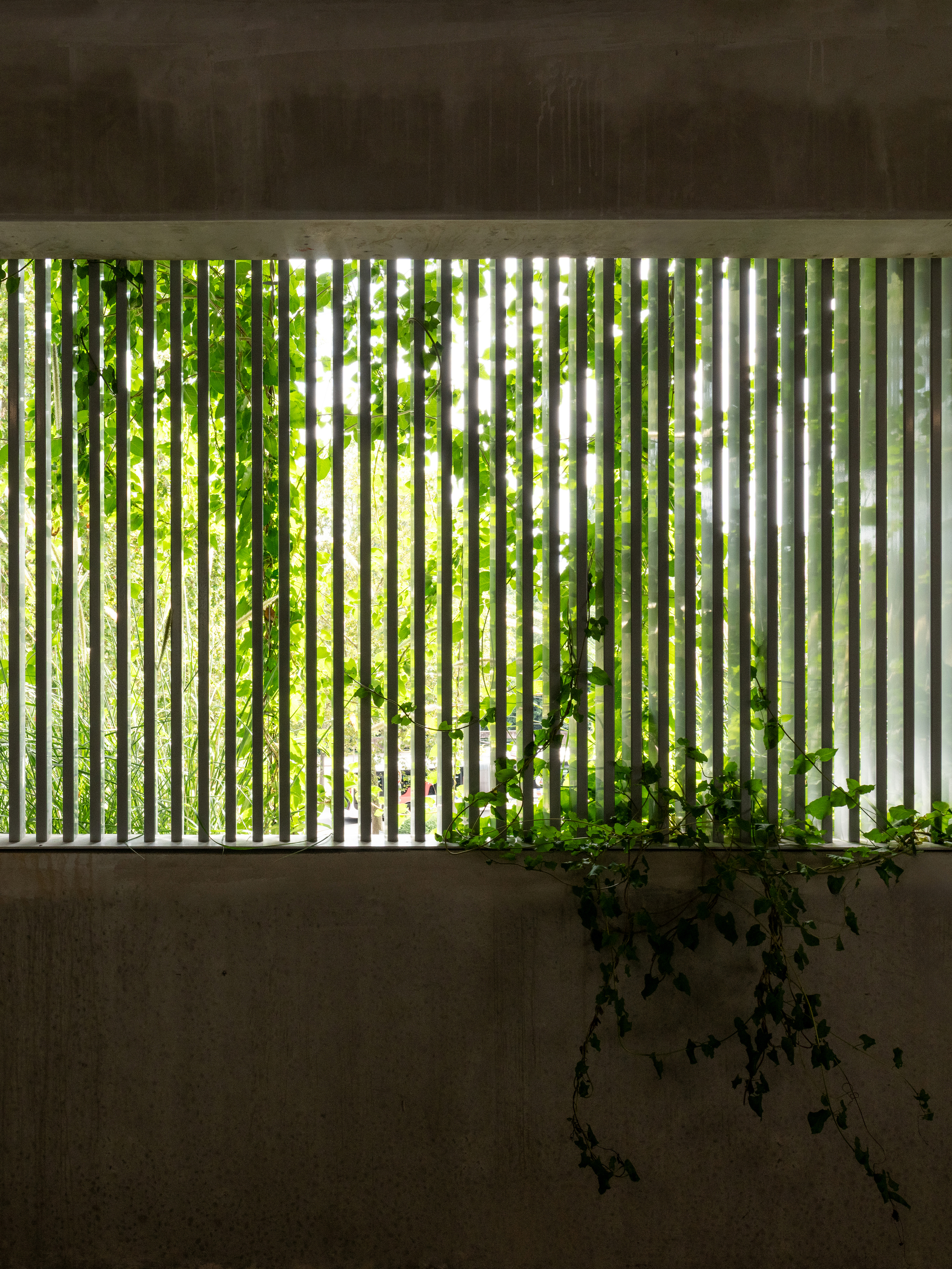 Vertical concrete slat screen in a wall opening, with ivy trailing over the sill and green foliage glowing behind in daylight
