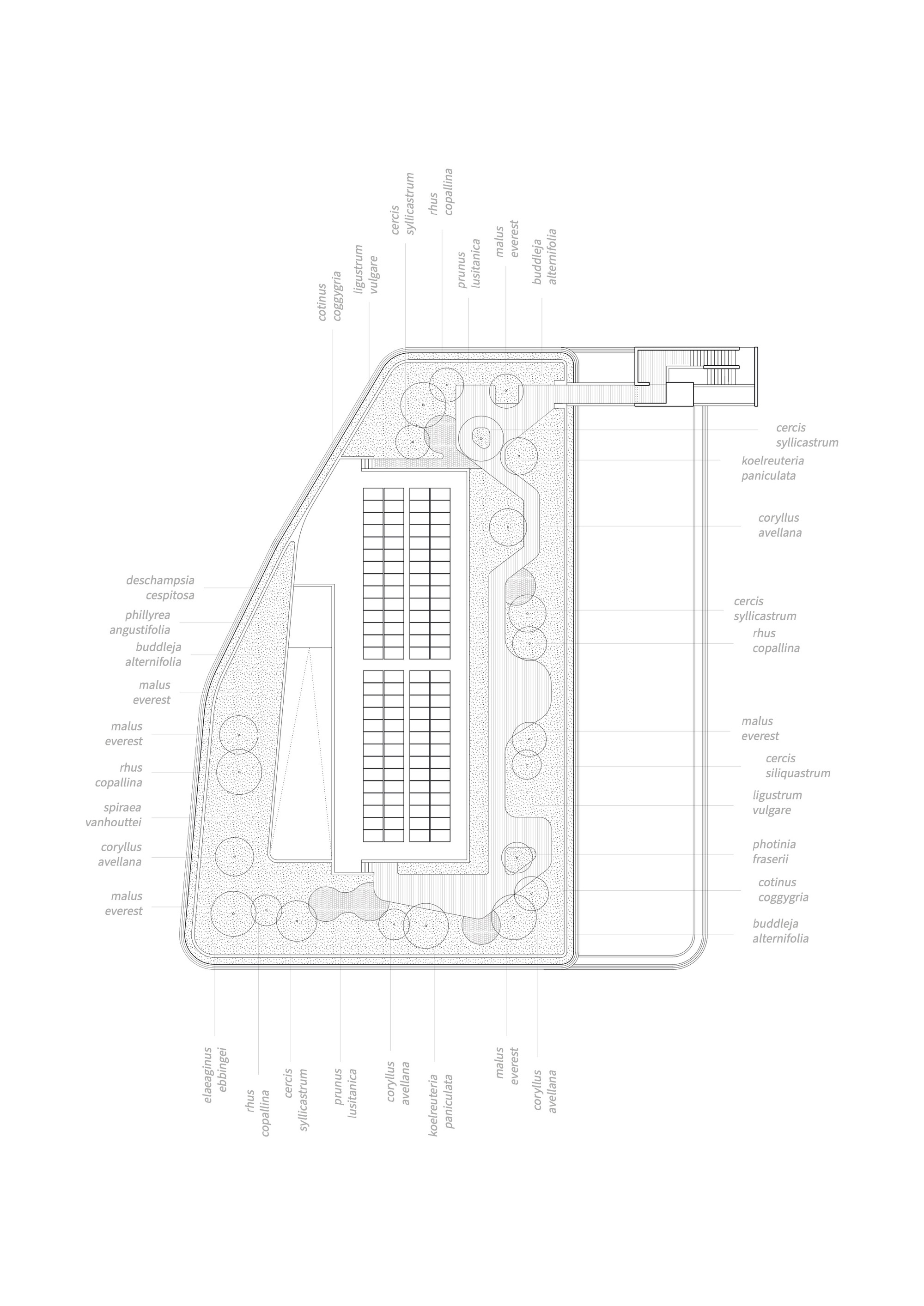 Rooftop plan drawing of a planted deck with labelled shrubs and trees around a central grid of panels and a small stair tower