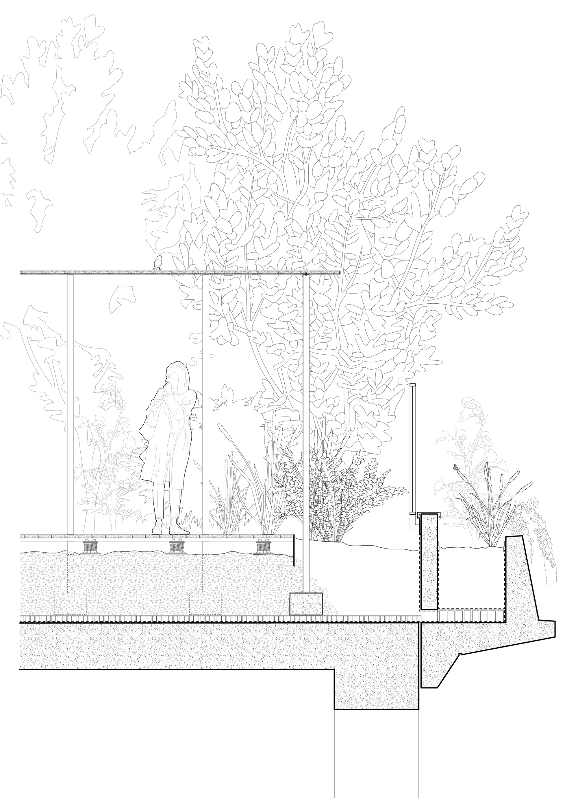 Detail section drawing of a rooftop pavilion with a standing figure, slim columns, raised deck and planting bed beside a tall tree