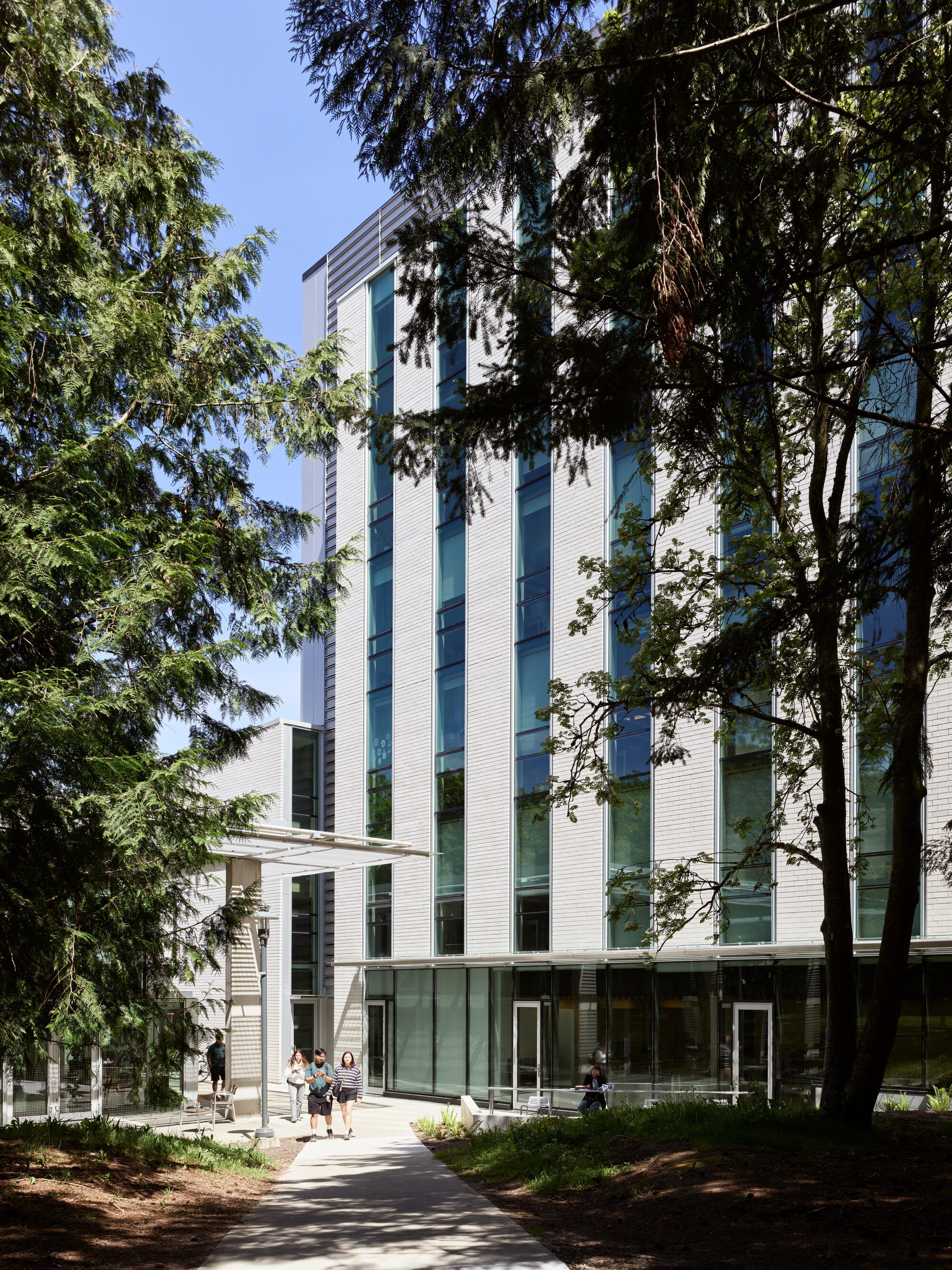 Pathway leading past a white brick facade with vertical glazing, where students walk beneath tall conifers in dappled light