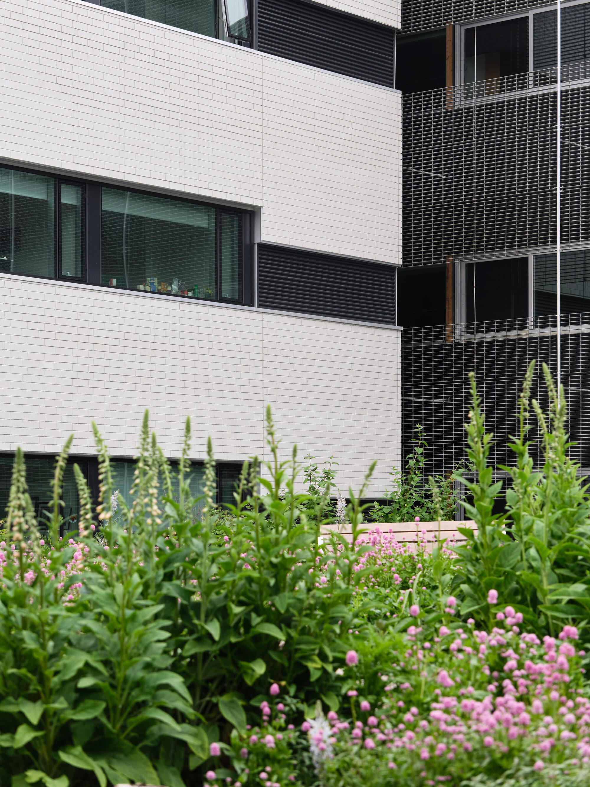 White brick facade with dark window bands beside a metal mesh screen, seen over pink flowering plants and foxglove spires