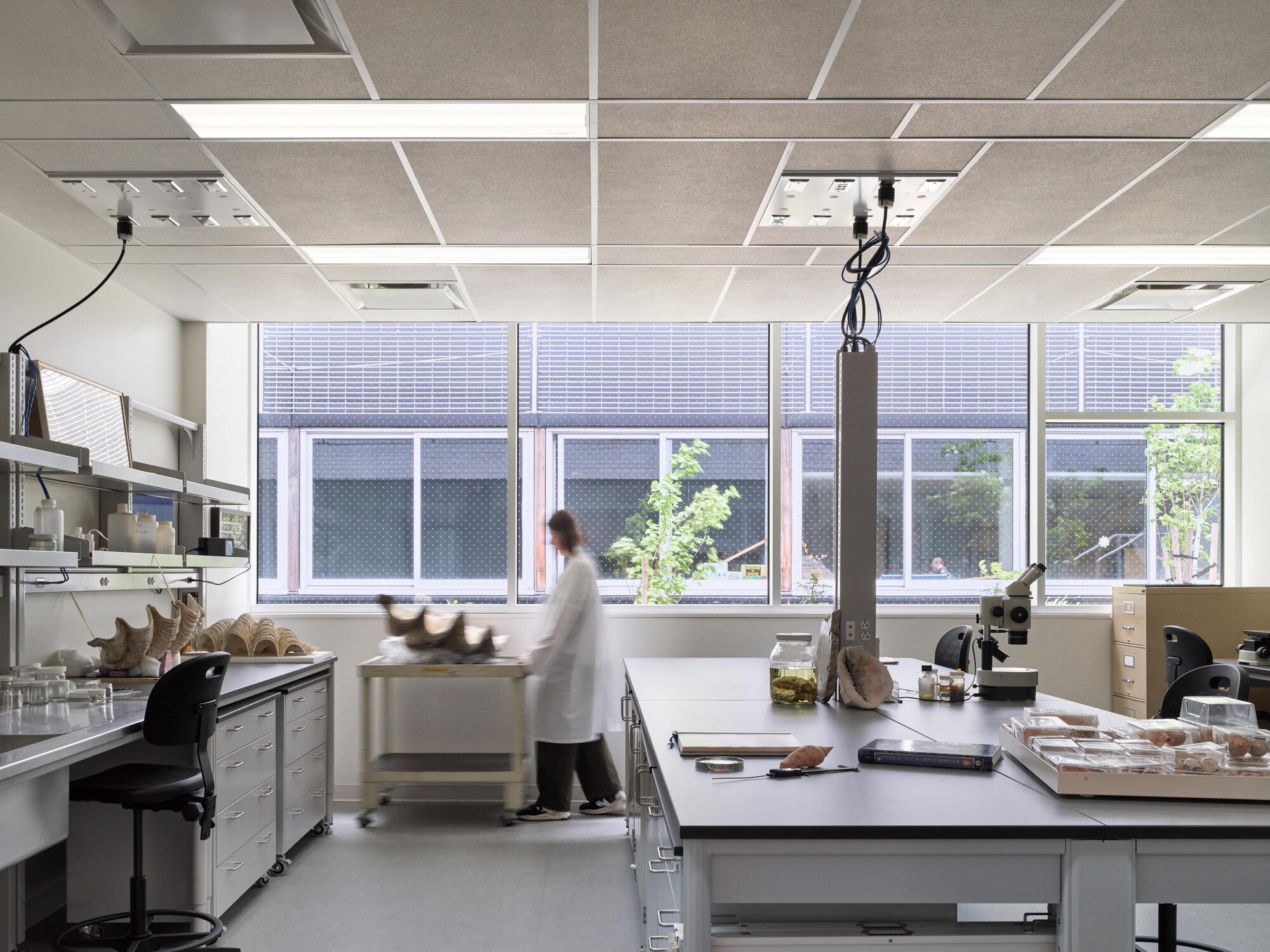 Laboratory with black-topped benches, a microscope and shell specimens, a researcher in a white coat moving before a courtyard window