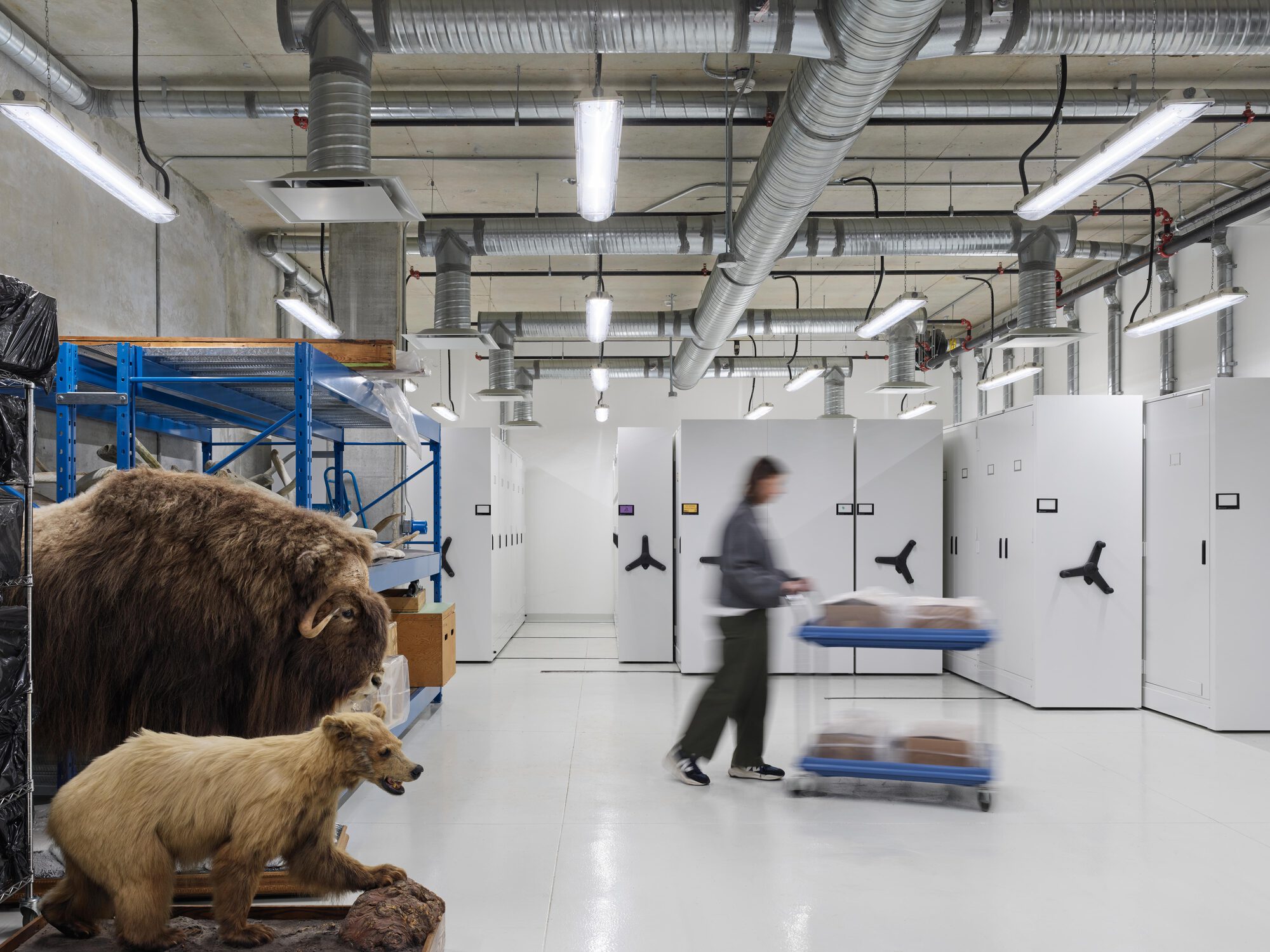 Collections storage room with mobile white cabinets, exposed ductwork and taxidermy bears, a staff member pushing a blue cart across the floor