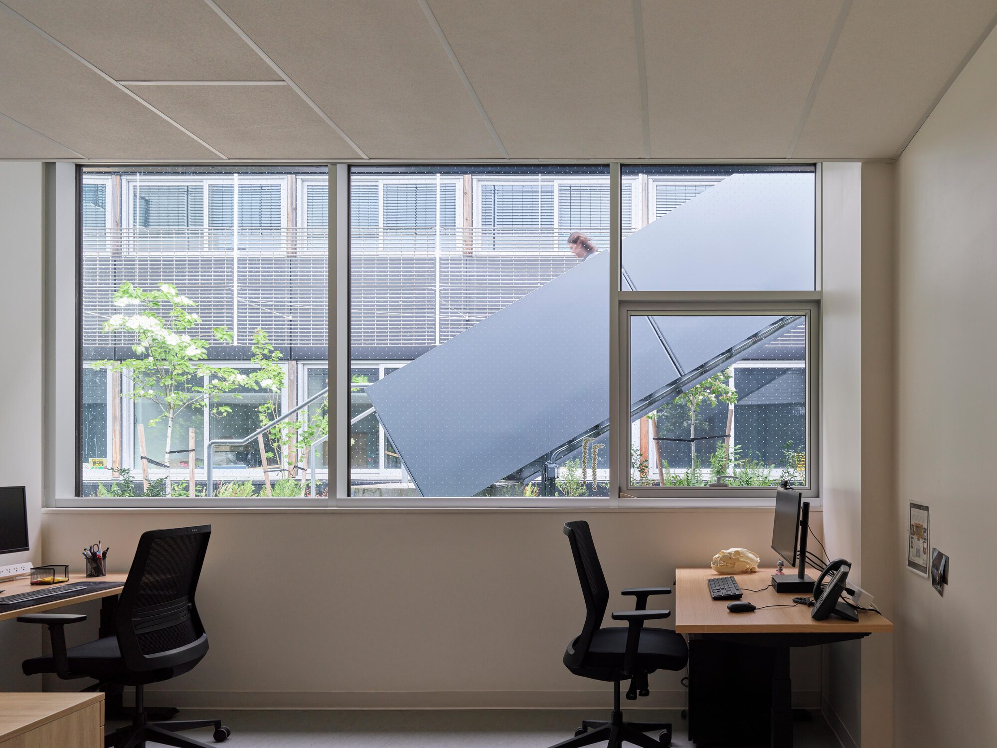 Office with two desks and black chairs beneath a ceiling of acoustic tiles, a window framing a courtyard tree and a stair