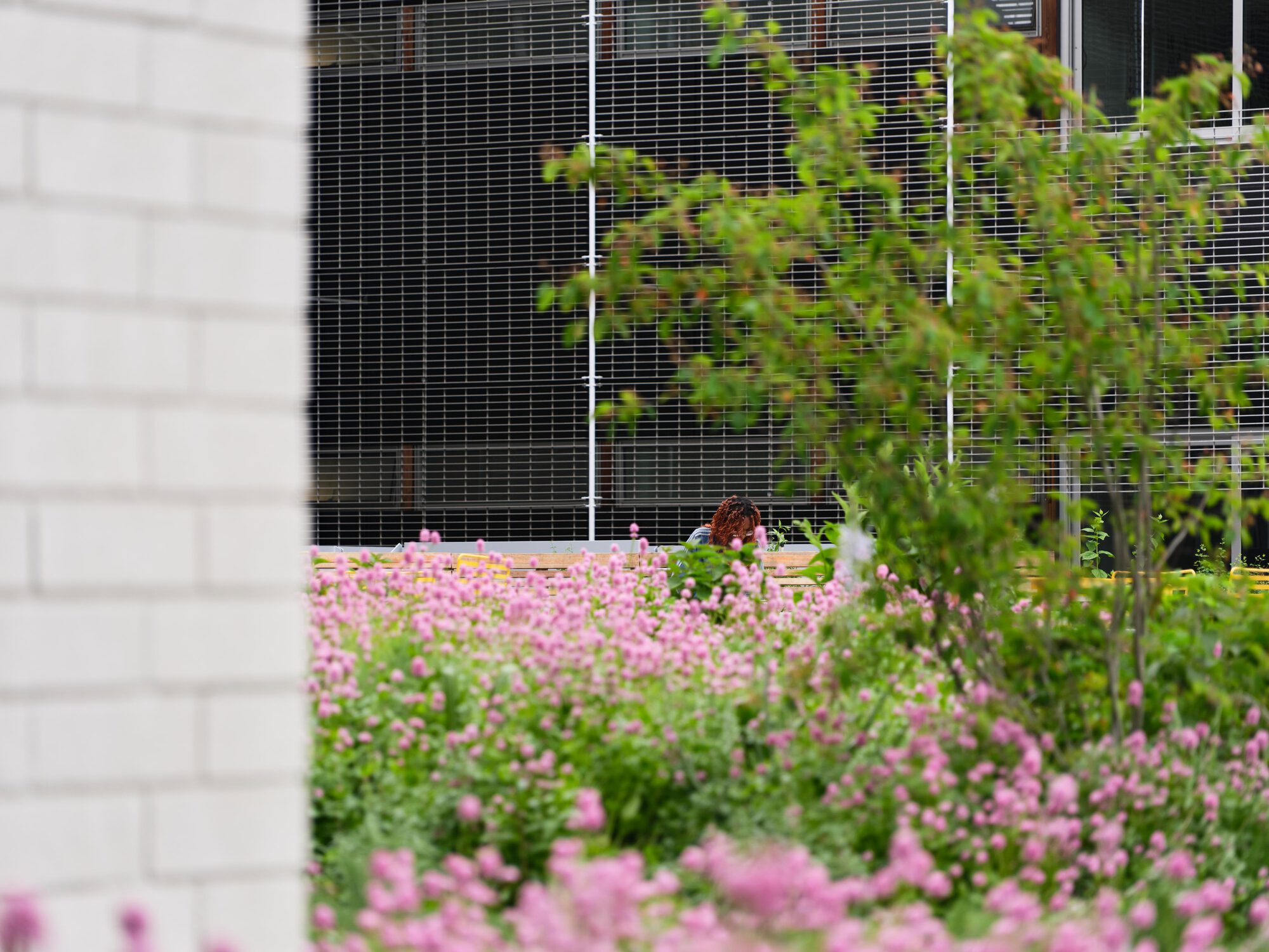 Pink flowering plants and a young tree in a planted bed, with a person seated beyond and a metal mesh screen behind
