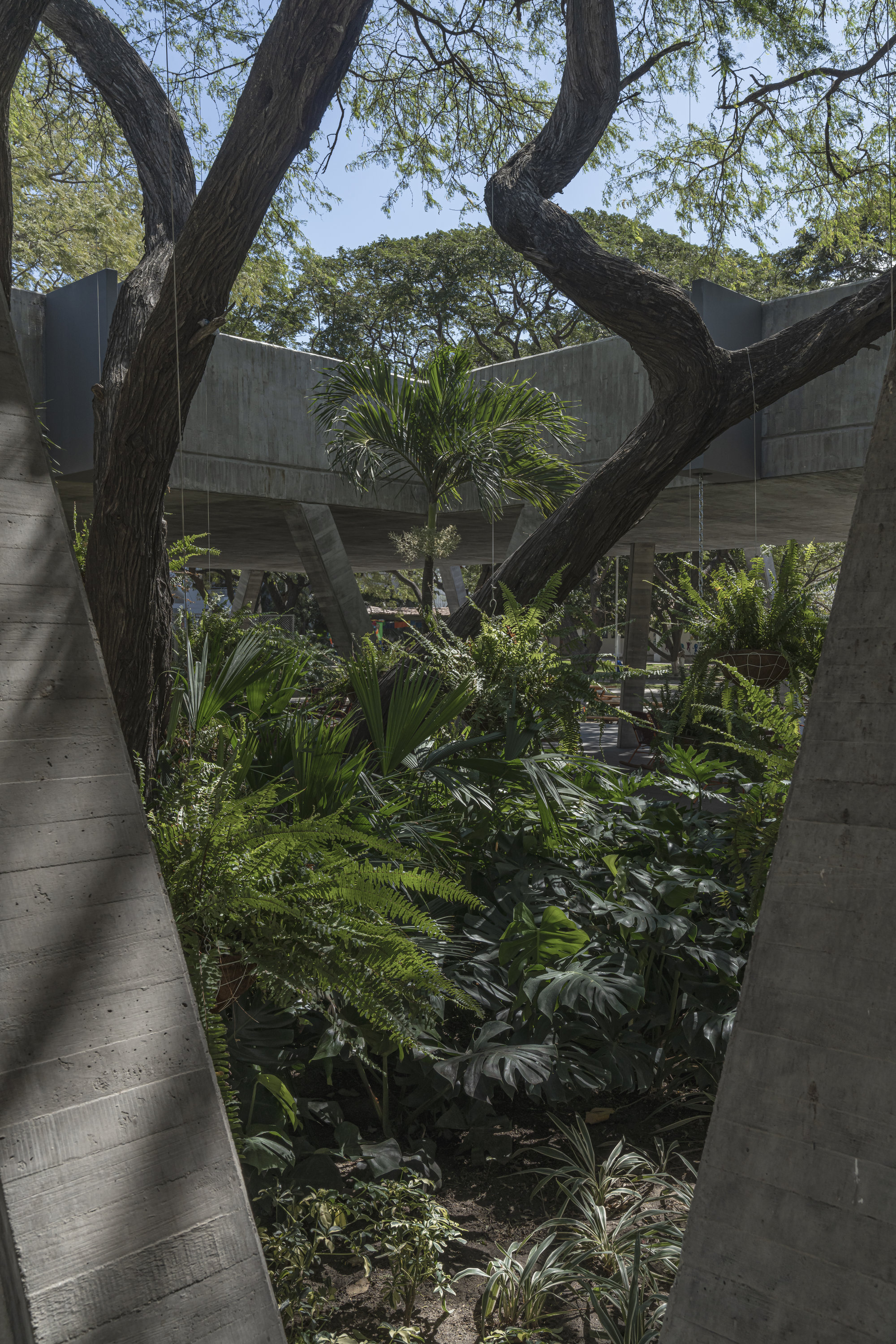 Looking between two angled concrete columns into a shaded planted garden of ferns and palms beneath twisting tree trunks and an overhead slab