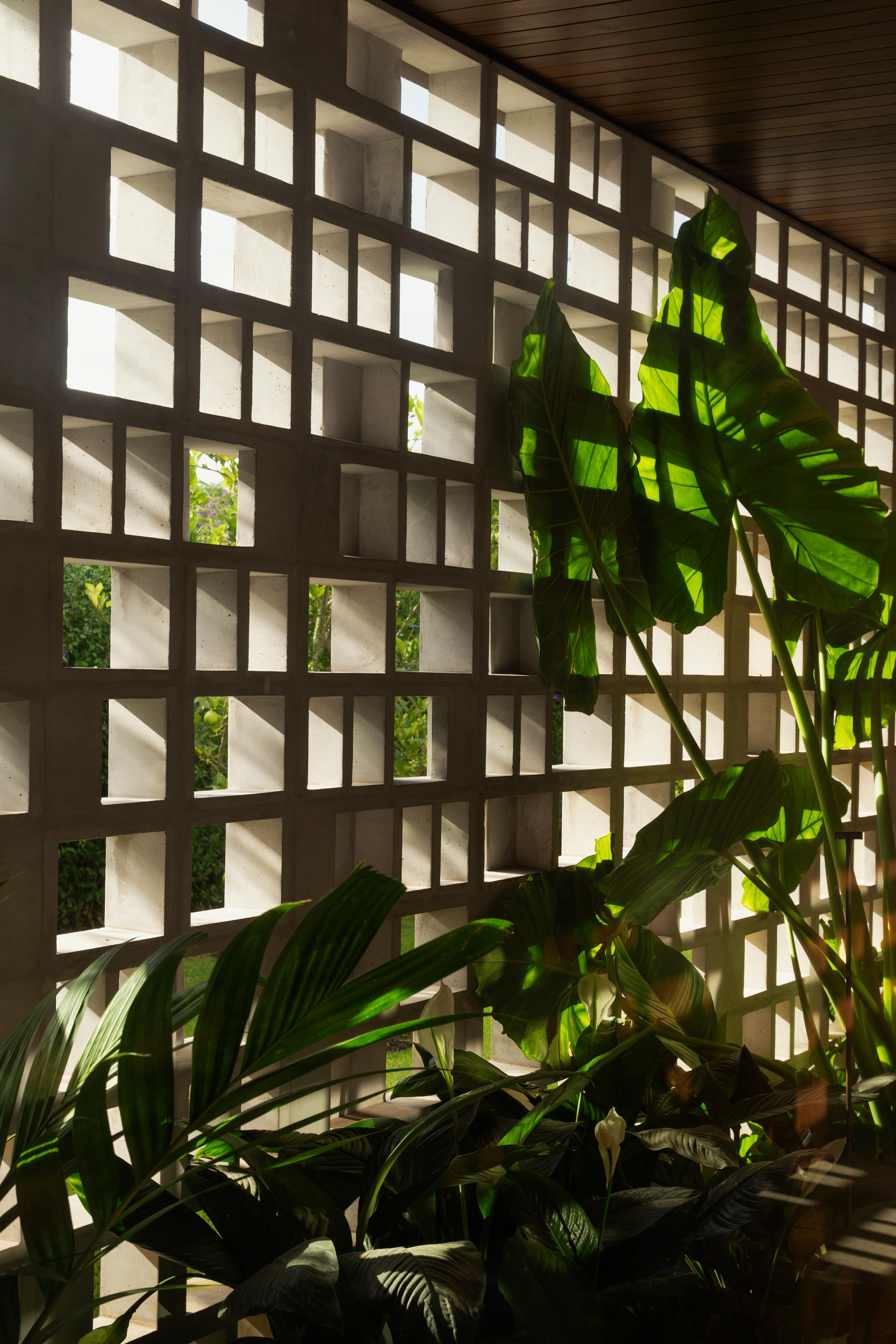 Perforated concrete block screen with sunlight passing through, backed by broad-leaved tropical plants and a timber ceiling edge