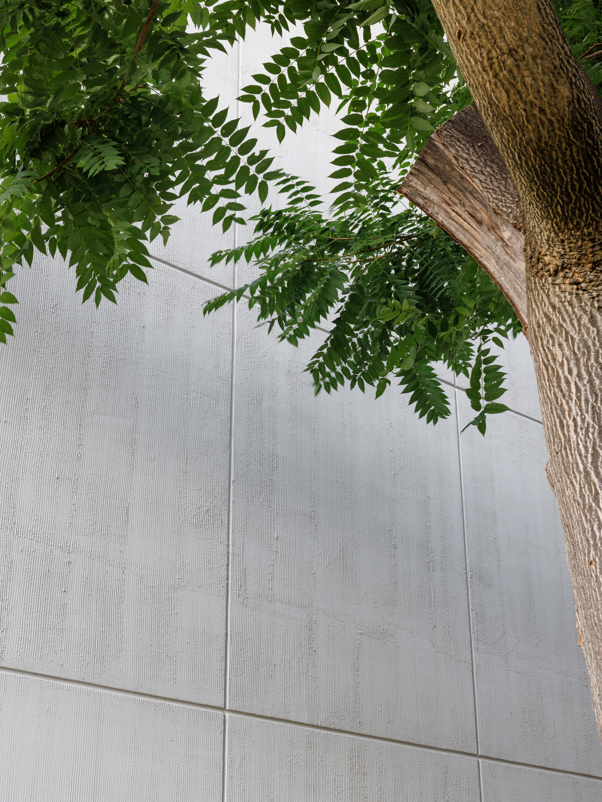 Upward view of board-marked concrete wall panels with thin joints, partly shaded by tree leaves and a trunk