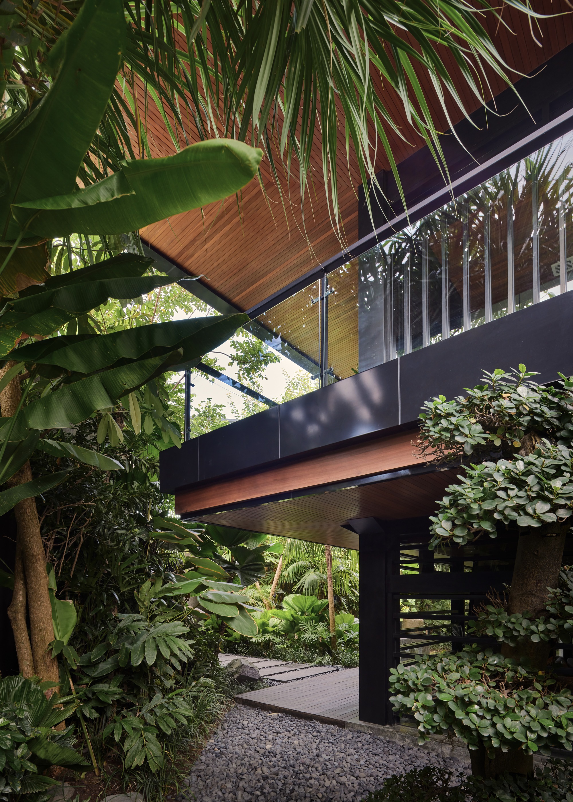 Glass-balustraded upper level with dark cladding and timber soffit seen through banana leaves, palms and a clipped shrub over a gravel path
