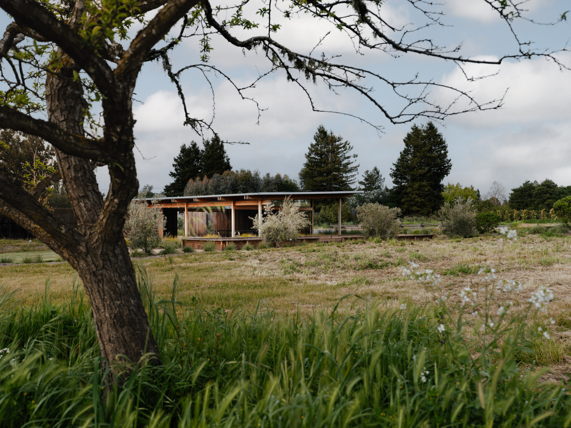 Distant view of the pavilion across a meadow, framed by a gnarled tree branch, tall grass and white wildflowers under cloudy skies