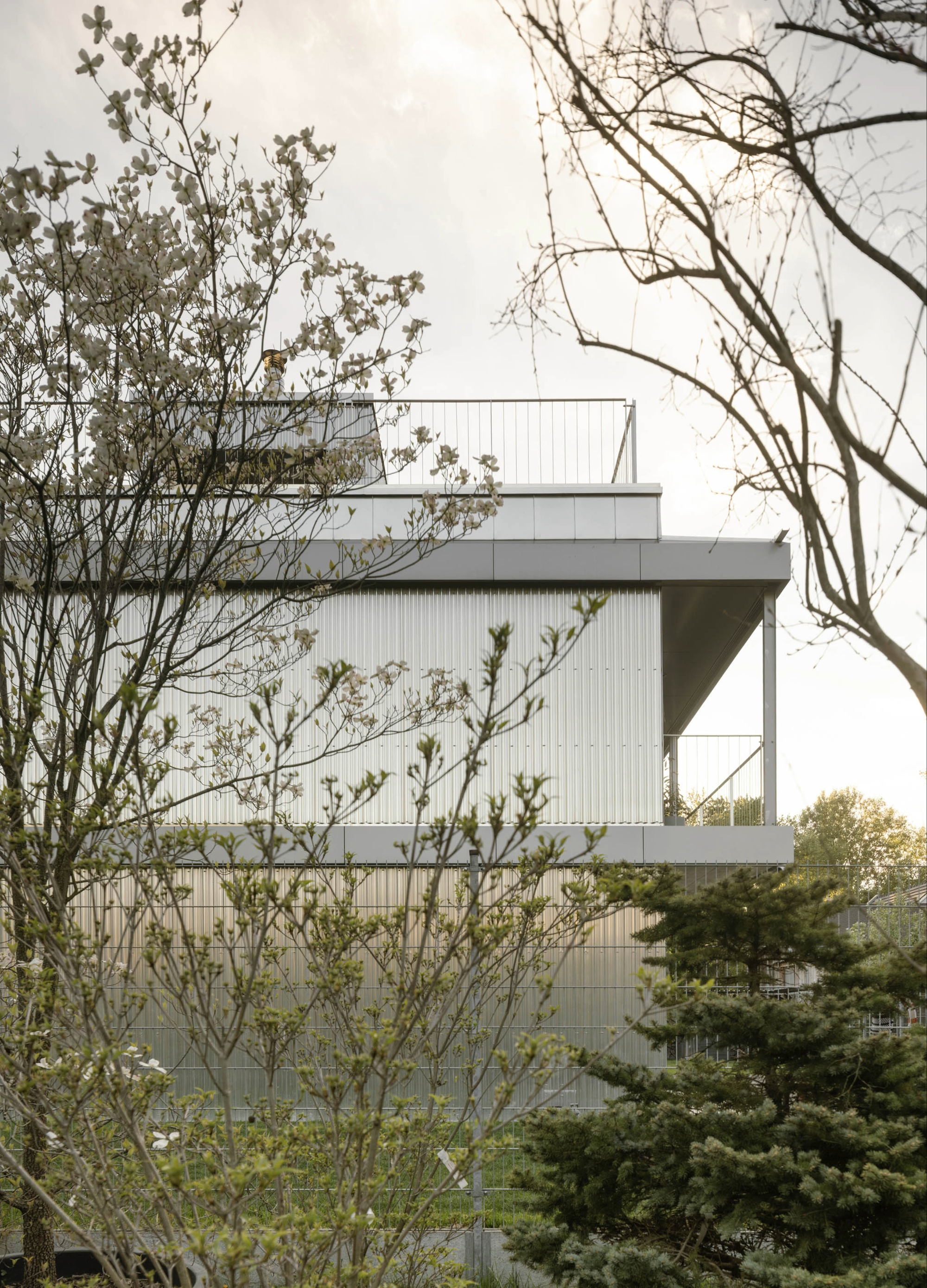 Side facade of ribbed metal cladding with a cantilevered balcony, framed by flowering dogwood branches and a spruce