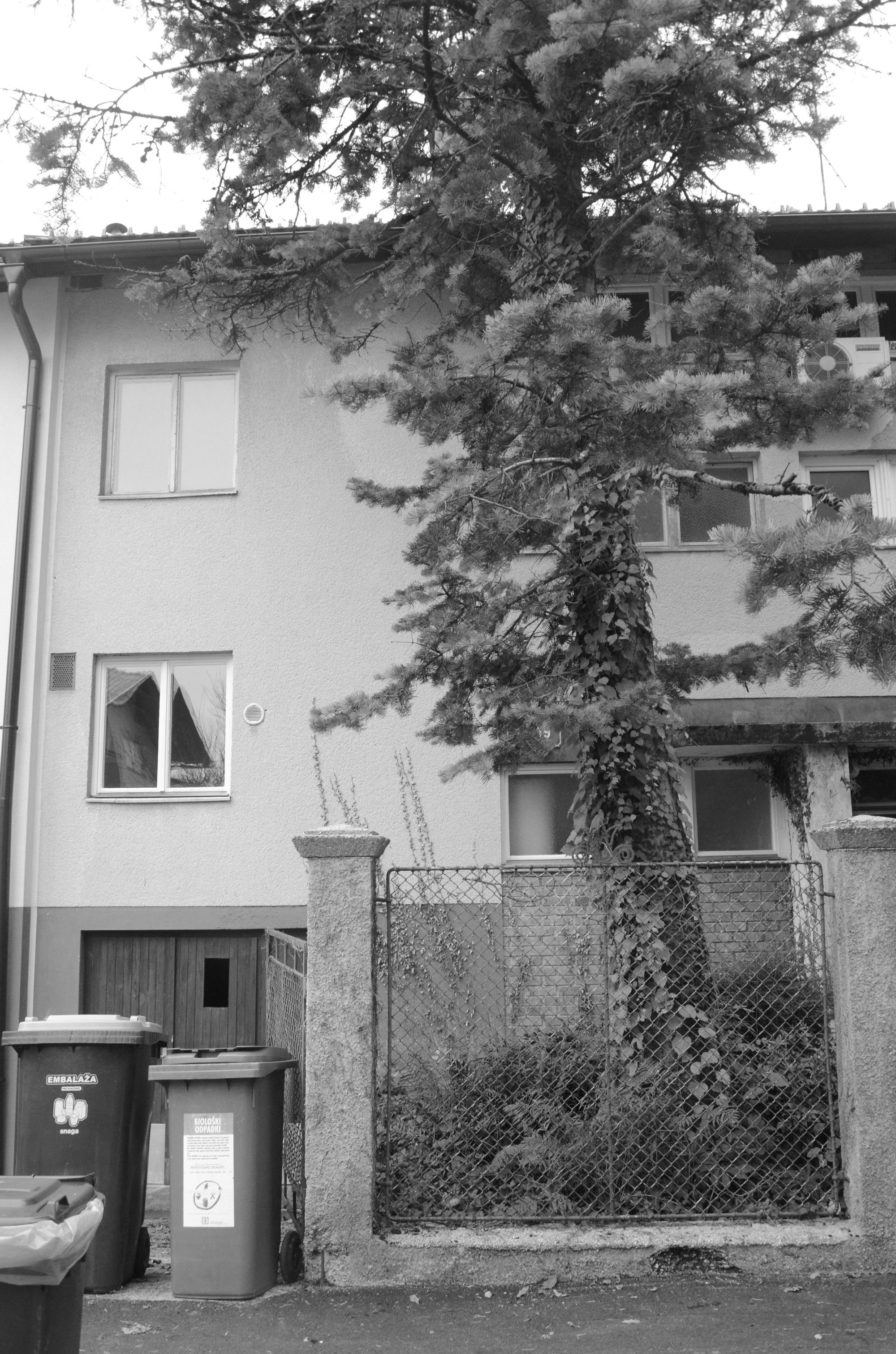 Black and white view of the original house front behind a chain-link fence, with ivy climbing a conifer and bins at the curb