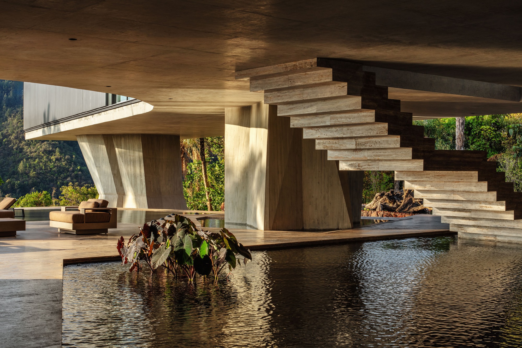 Cantilevered concrete stair with stepped treads above a reflecting pool and a leafy caladium plant, lit by low afternoon sun