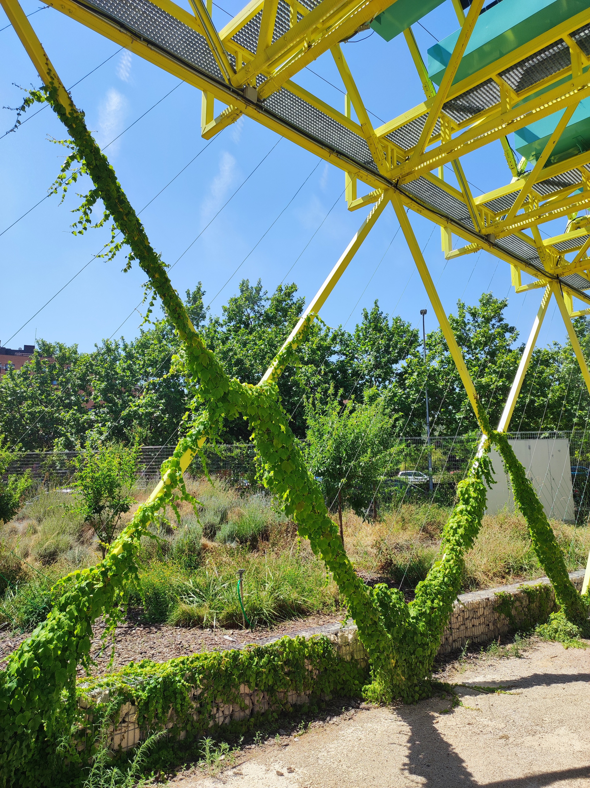 Climbing vine wrapping diagonal yellow steel struts under a mesh deck, above a gabion edge and dry grasses on a sunny day