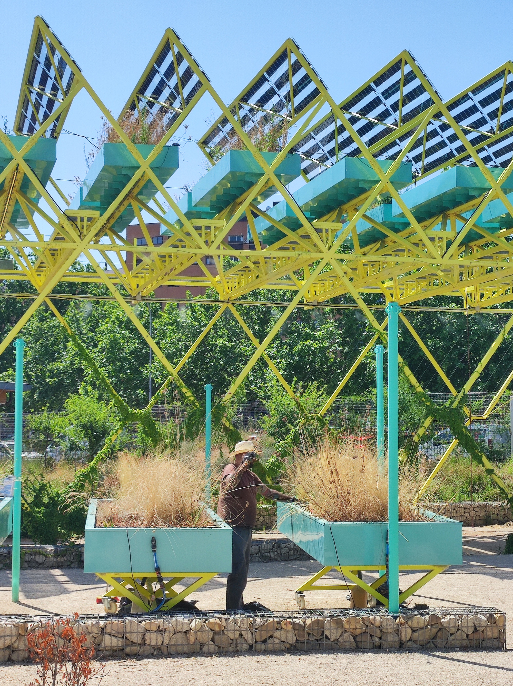 Worker in a straw hat tending grasses in teal planters beneath the yellow lattice and solar panels in bright sun