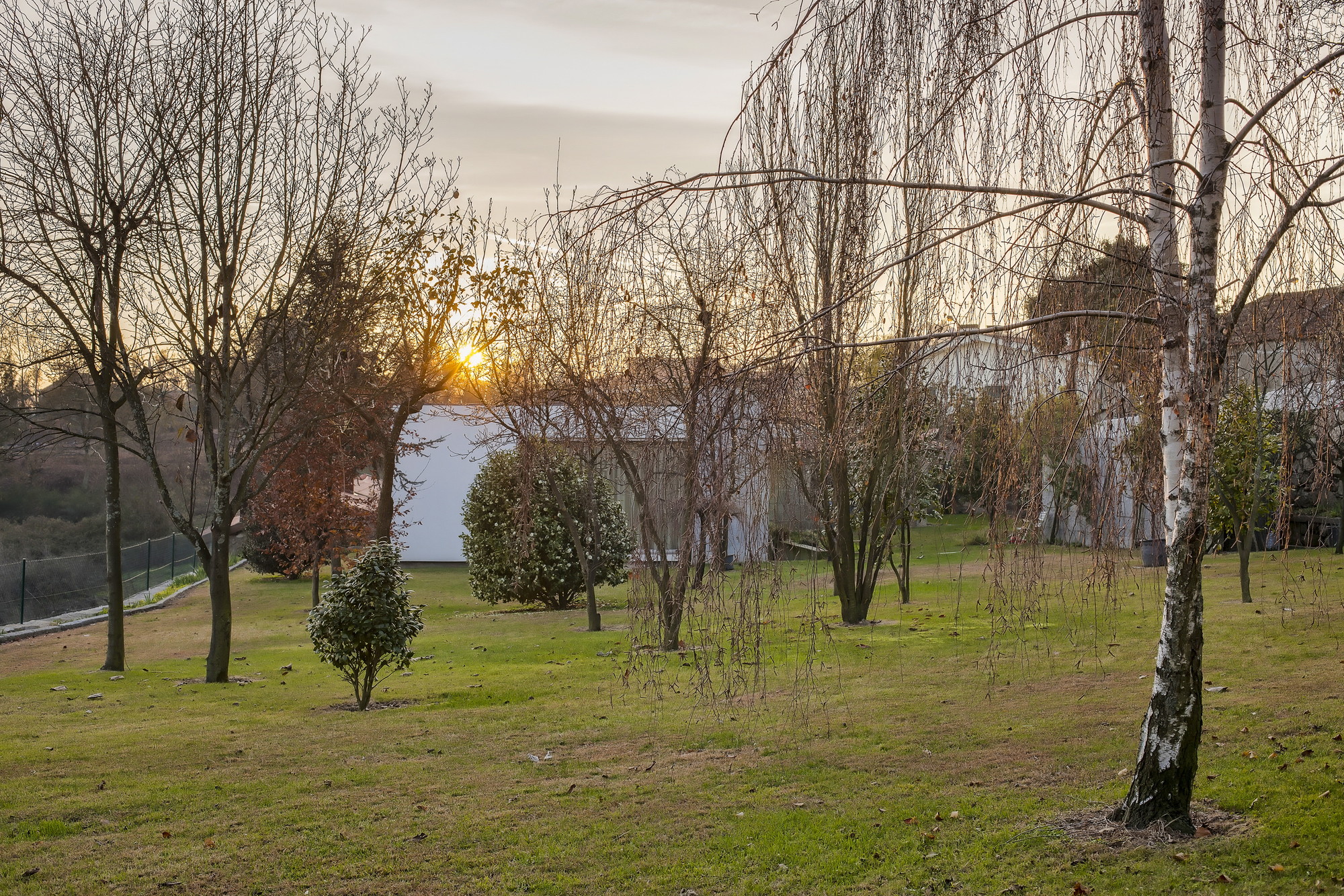Low white volume seen through bare birches and a weeping tree on a lawn as the setting sun breaks through