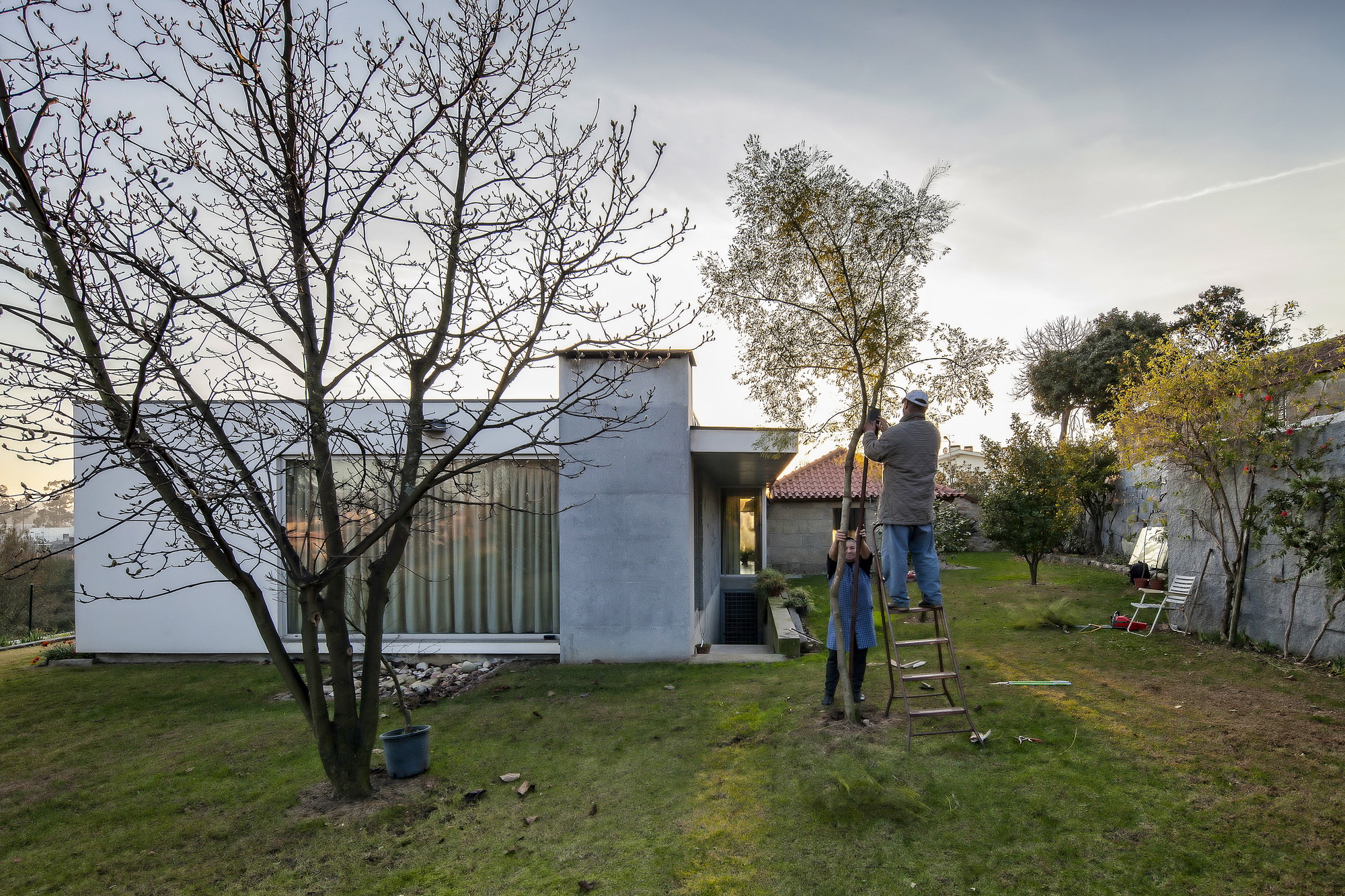Concrete and white-rendered house wing with curtained glazing at dusk, a man on a ladder pruning a tree in the foreground