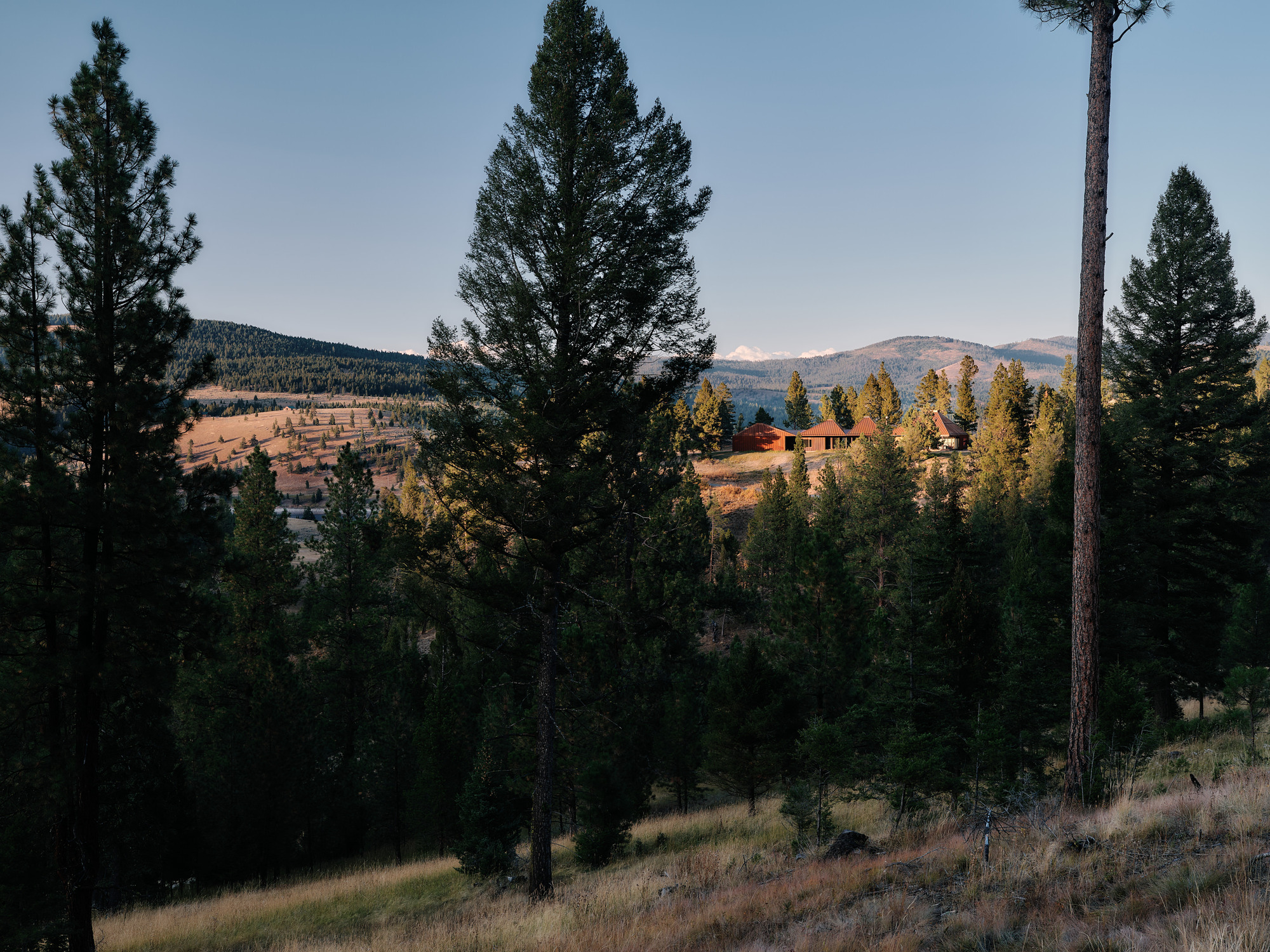 Looking across a dry grass slope between pine trunks toward the small cluster of rust-colored roofs in low evening light