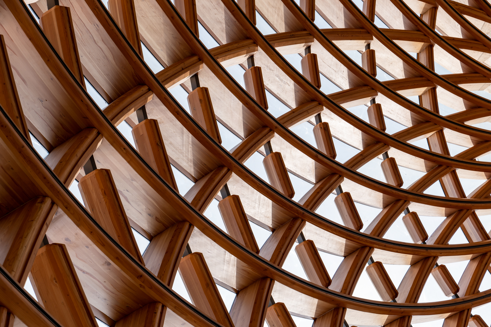 Upward view of sweeping laminated timber ribs and short cross members forming a lattice shell with glass panels