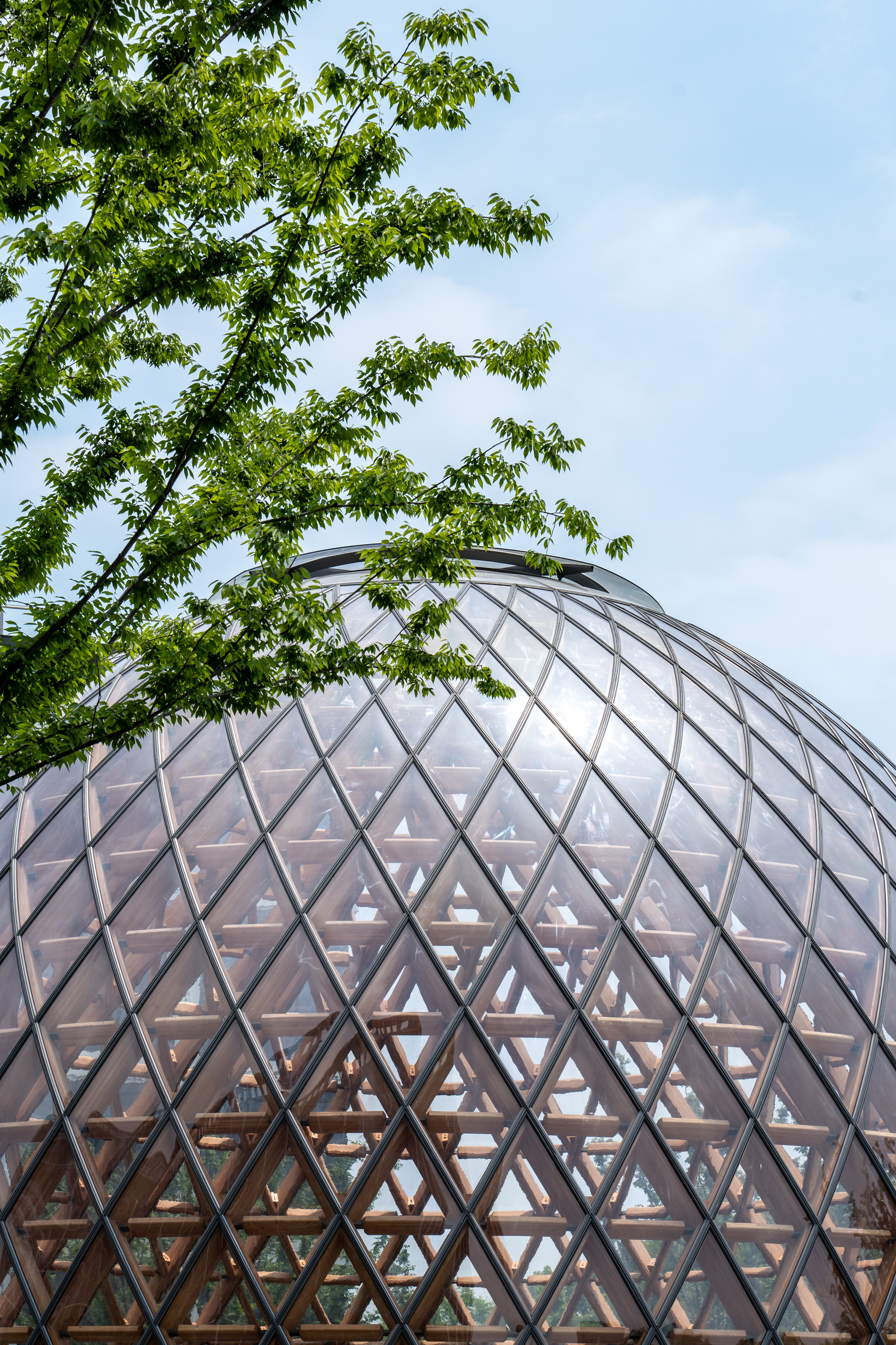 Upper part of the glazed timber lattice dome against a pale blue sky, with leafy branches in the foreground