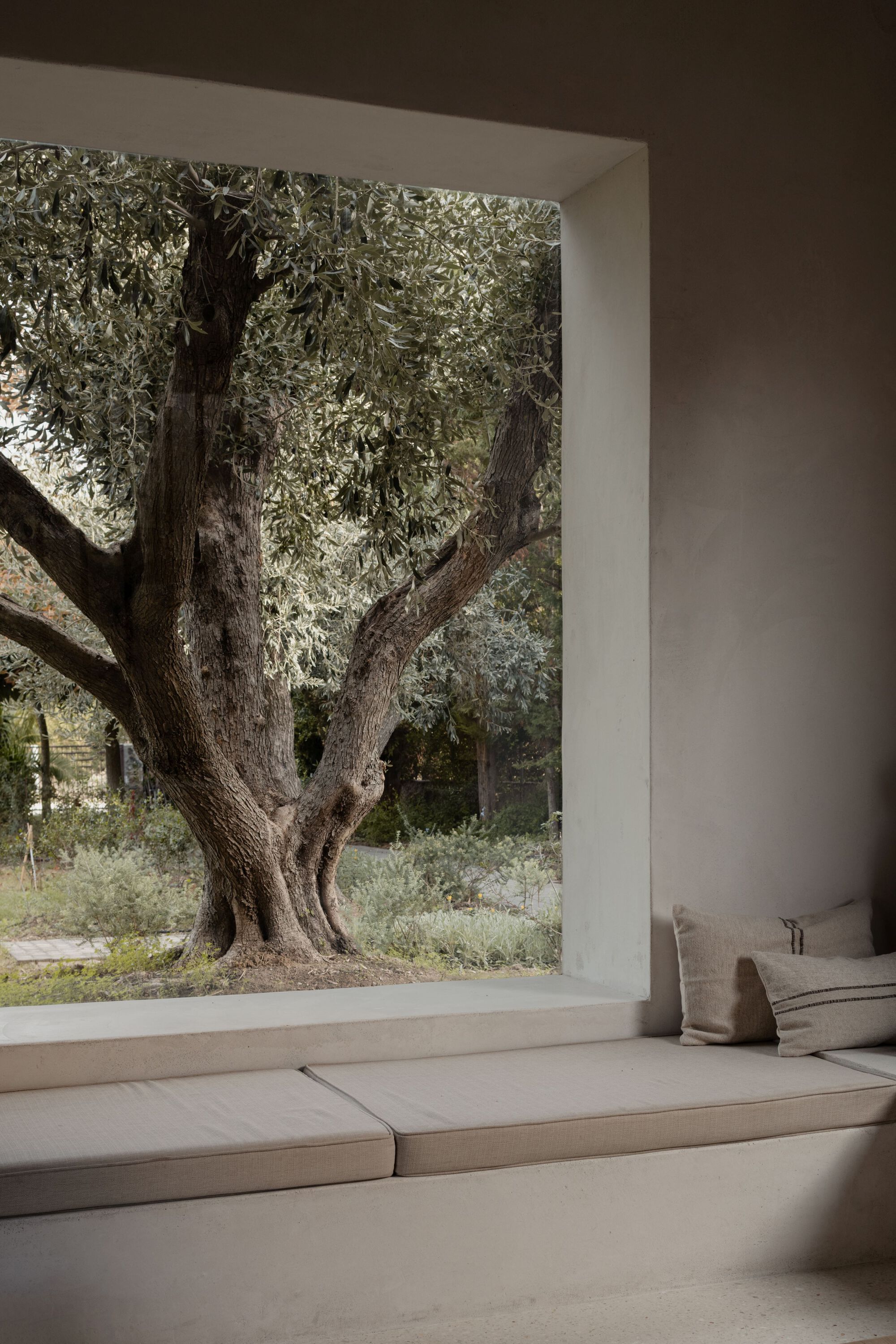Plastered window seat with linen cushions framing a gnarled olive tree in soft overcast light