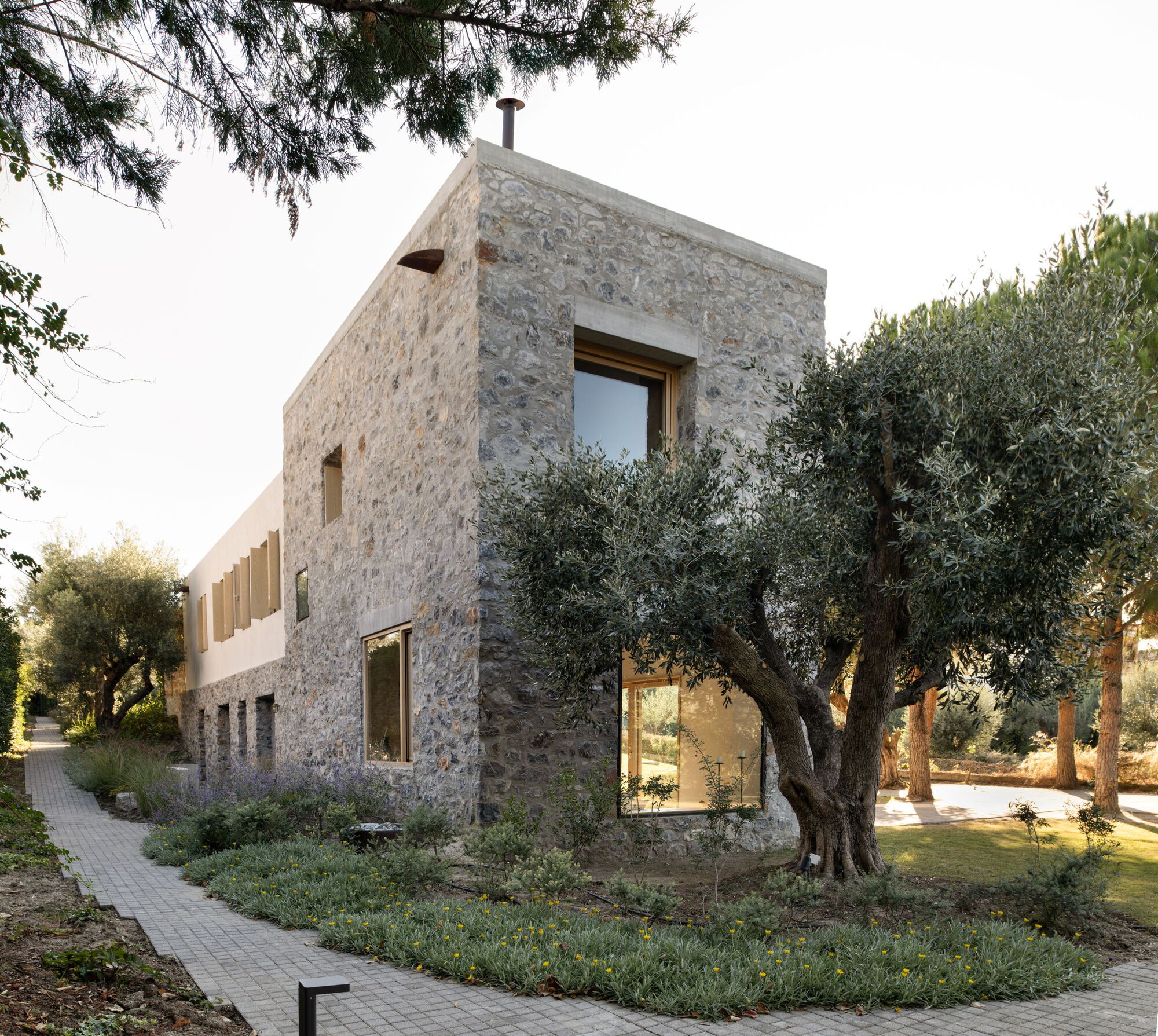 Corner of a rubble stone house with timber-framed windows, seen past an olive tree and a lavender bed in low evening light