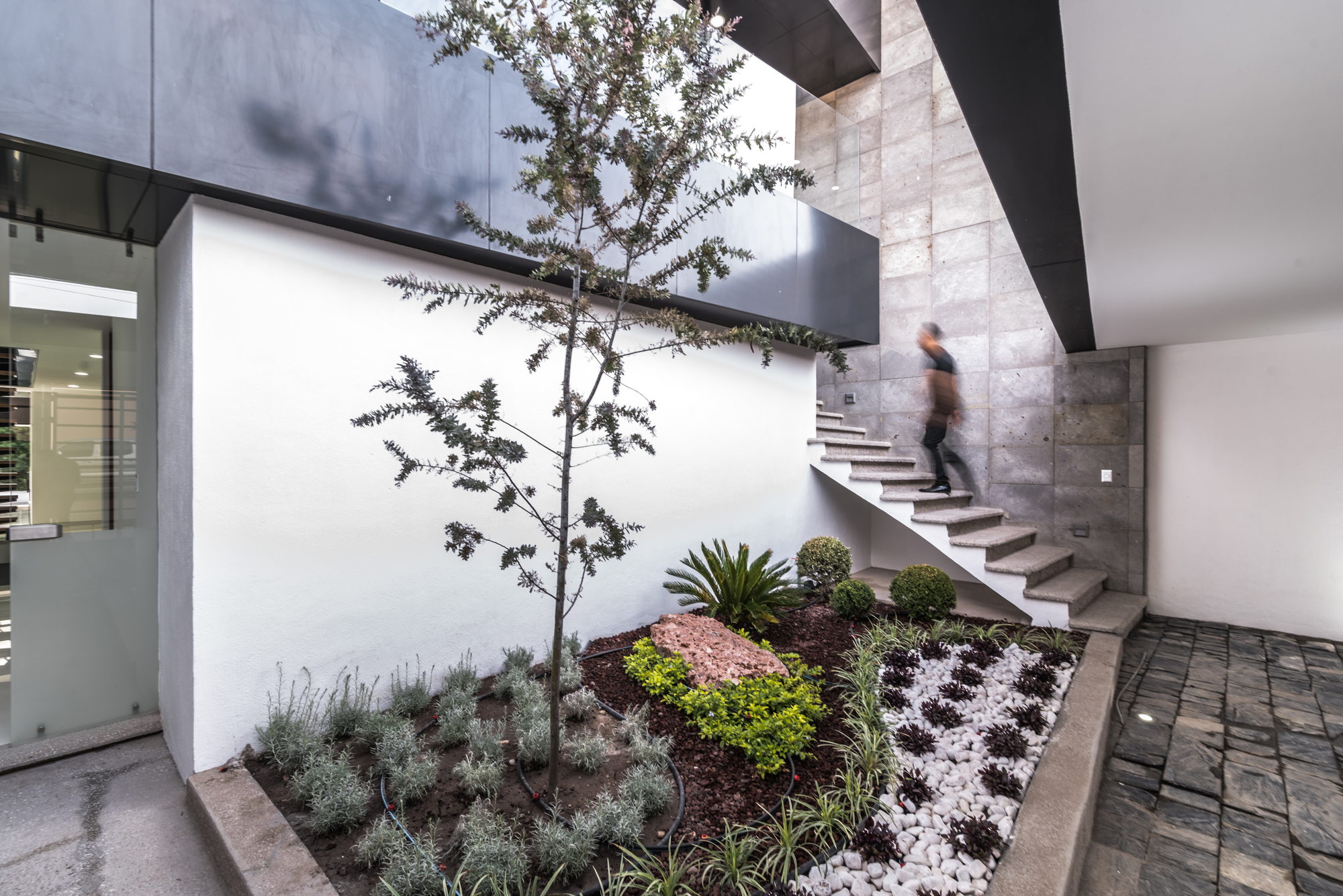 Entry courtyard with a staircase of stone treads above a planted bed of young tree, shrubs and white pebbles, with a person blurred mid-climb