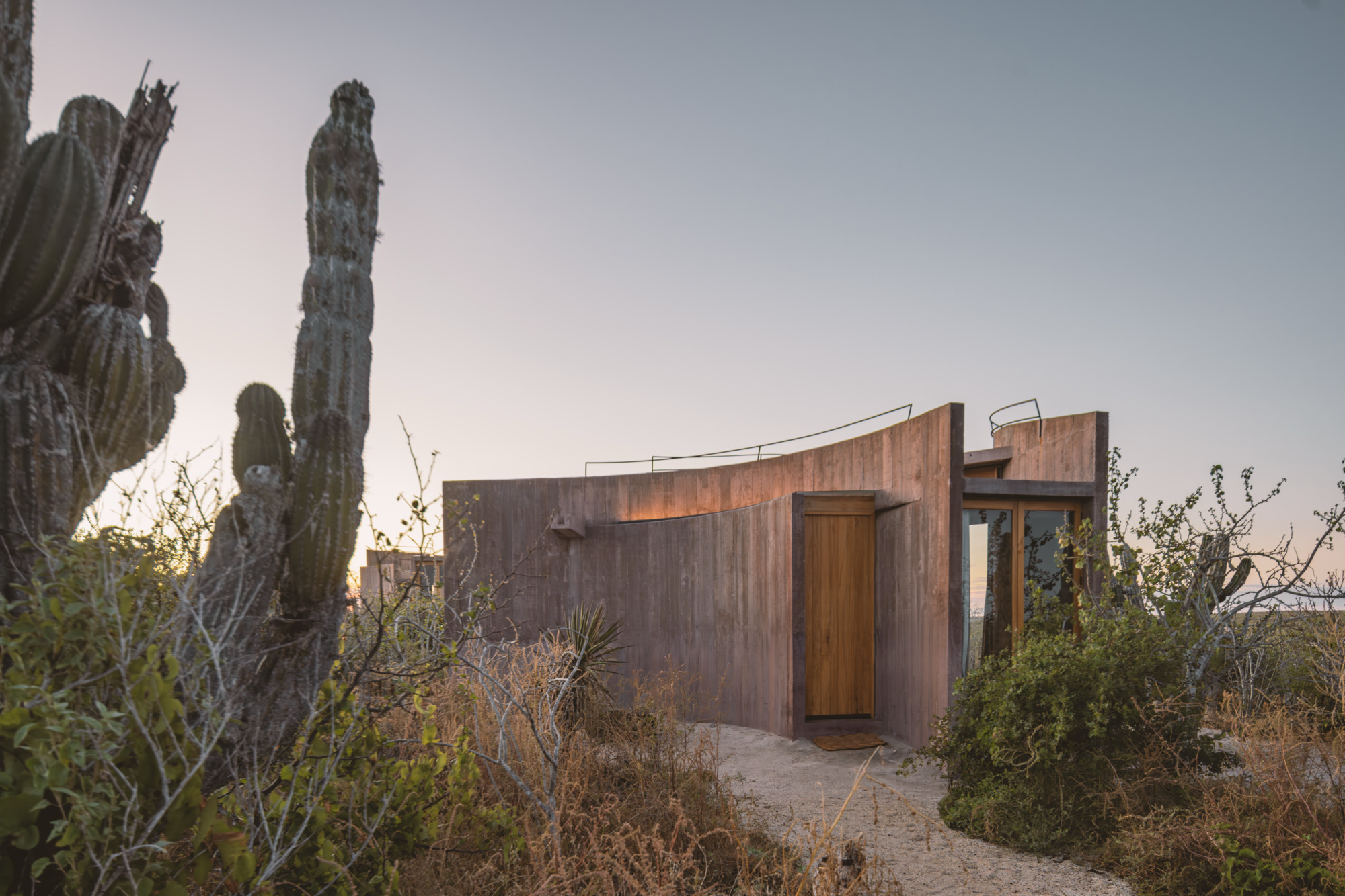 Curved board-formed concrete wall with a timber door, flanked by cacti and dry brush in dusk light