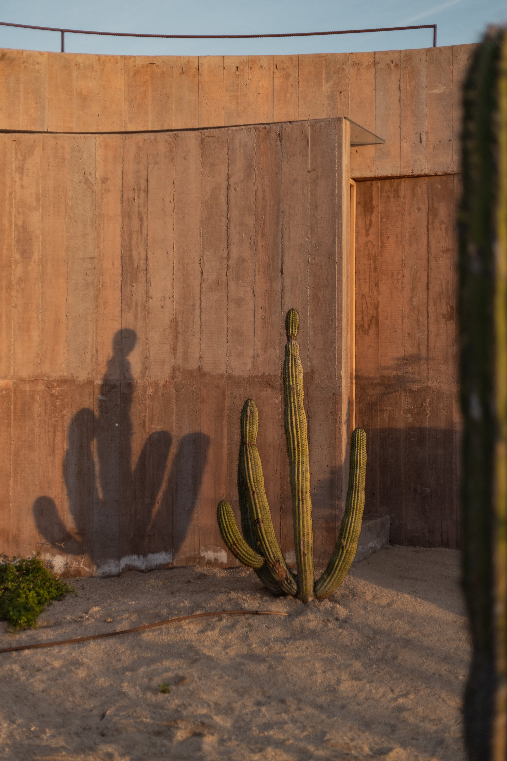 Board-marked concrete wall with a small cactus and its long shadow cast across the surface in low evening sun