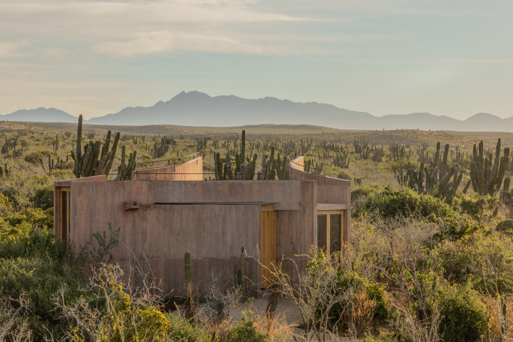 Timber-clad cabin with curved roof walls surrounded by tall cacti and scrub, lit by low golden evening sun