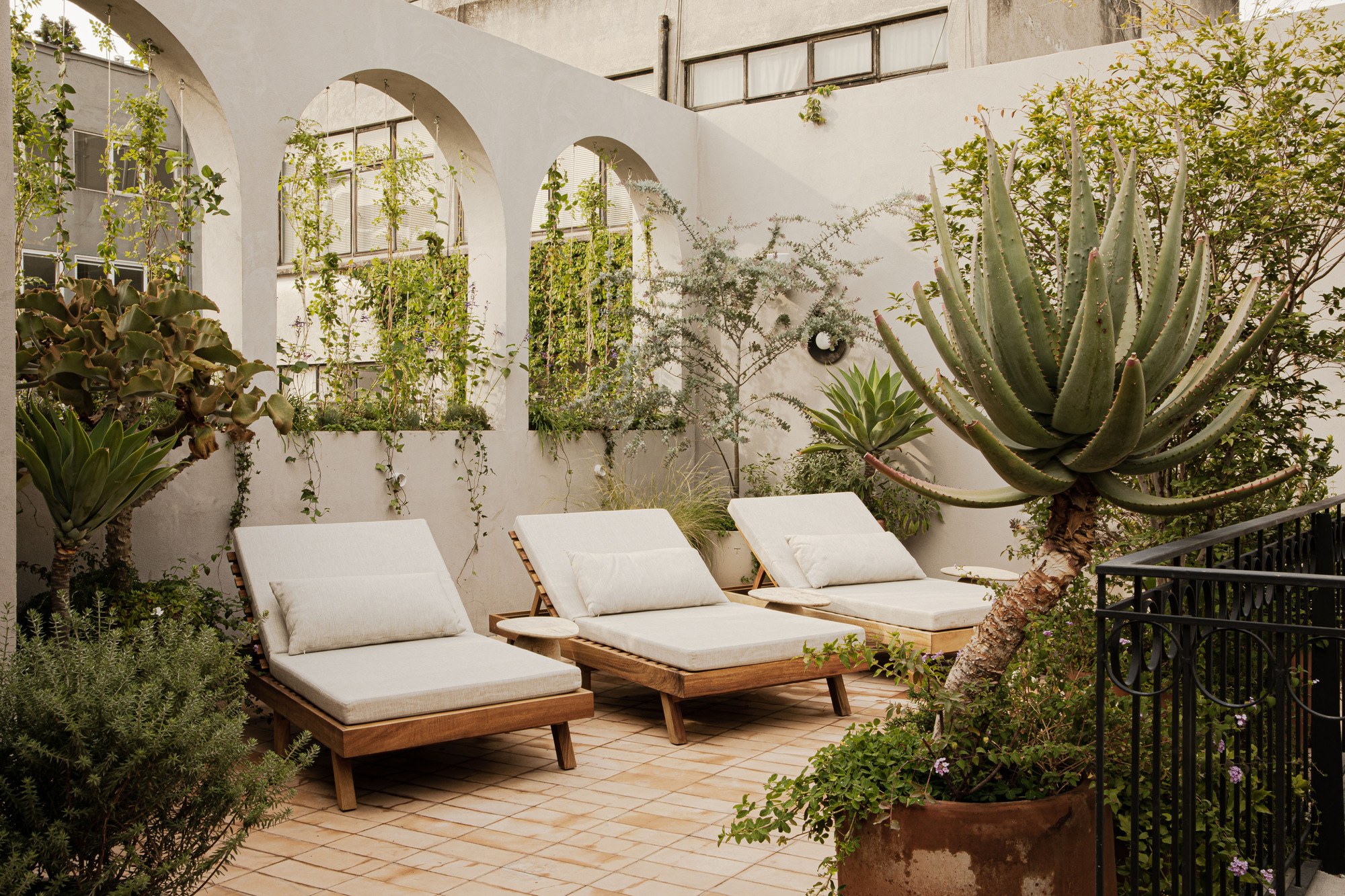 Rooftop terrace with three cushioned teak loungers, an aloe in a terracotta pot and arched wall screens draped in vines