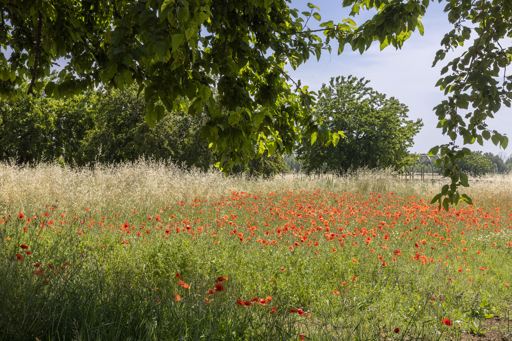 Field of red poppies and dry grasses beneath leafy tree branches in bright early summer sun