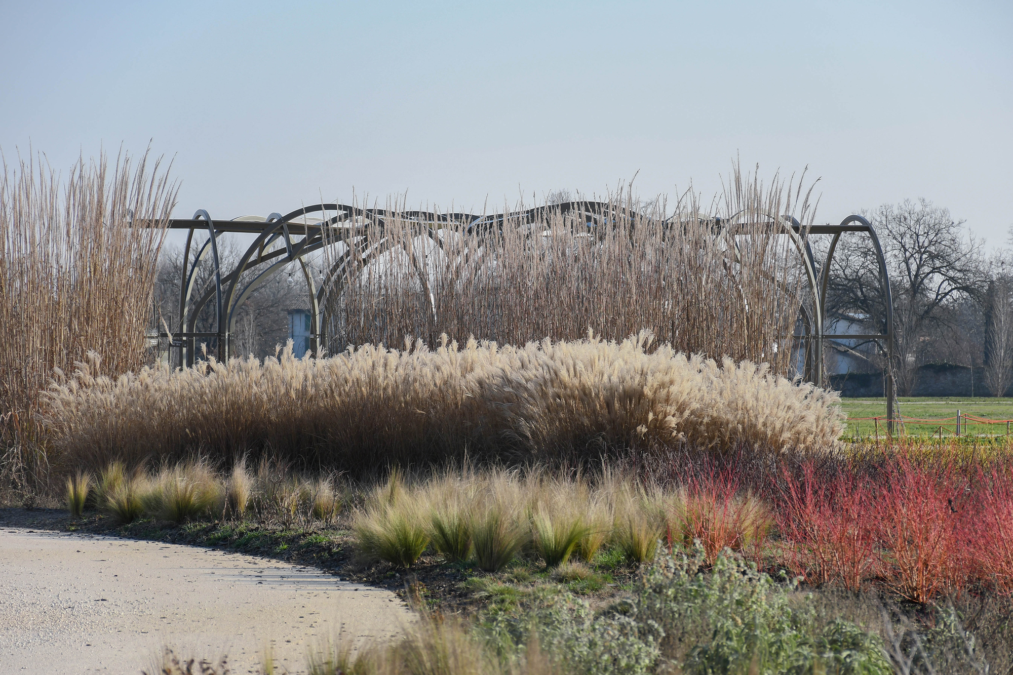 Steel arched pergola framed by tall dry grasses and red-stemmed shrubs beside a gravel path in winter light
