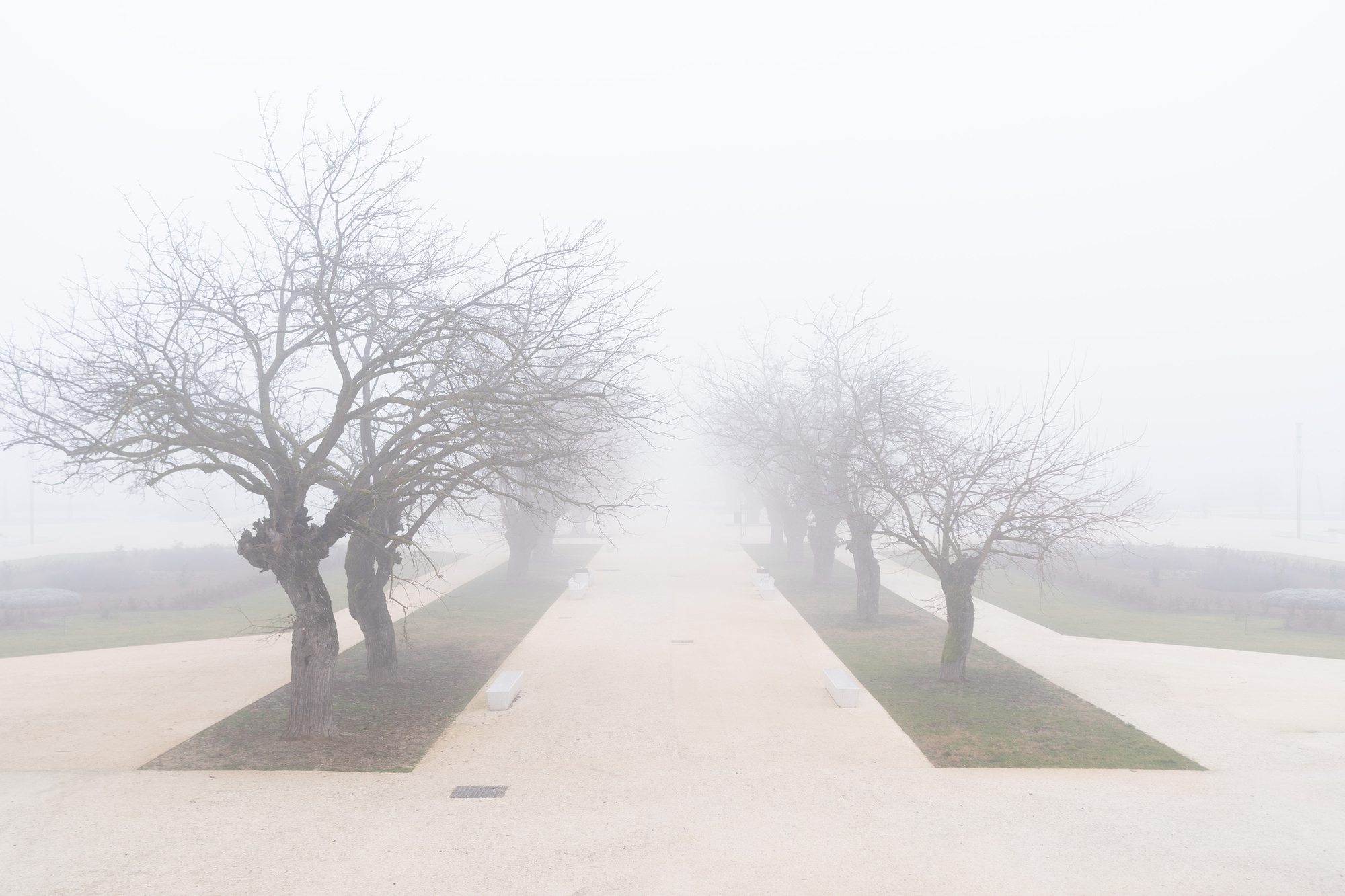 Paved central avenue lined with grass strips, bare pollarded trees and white benches disappearing into dense fog