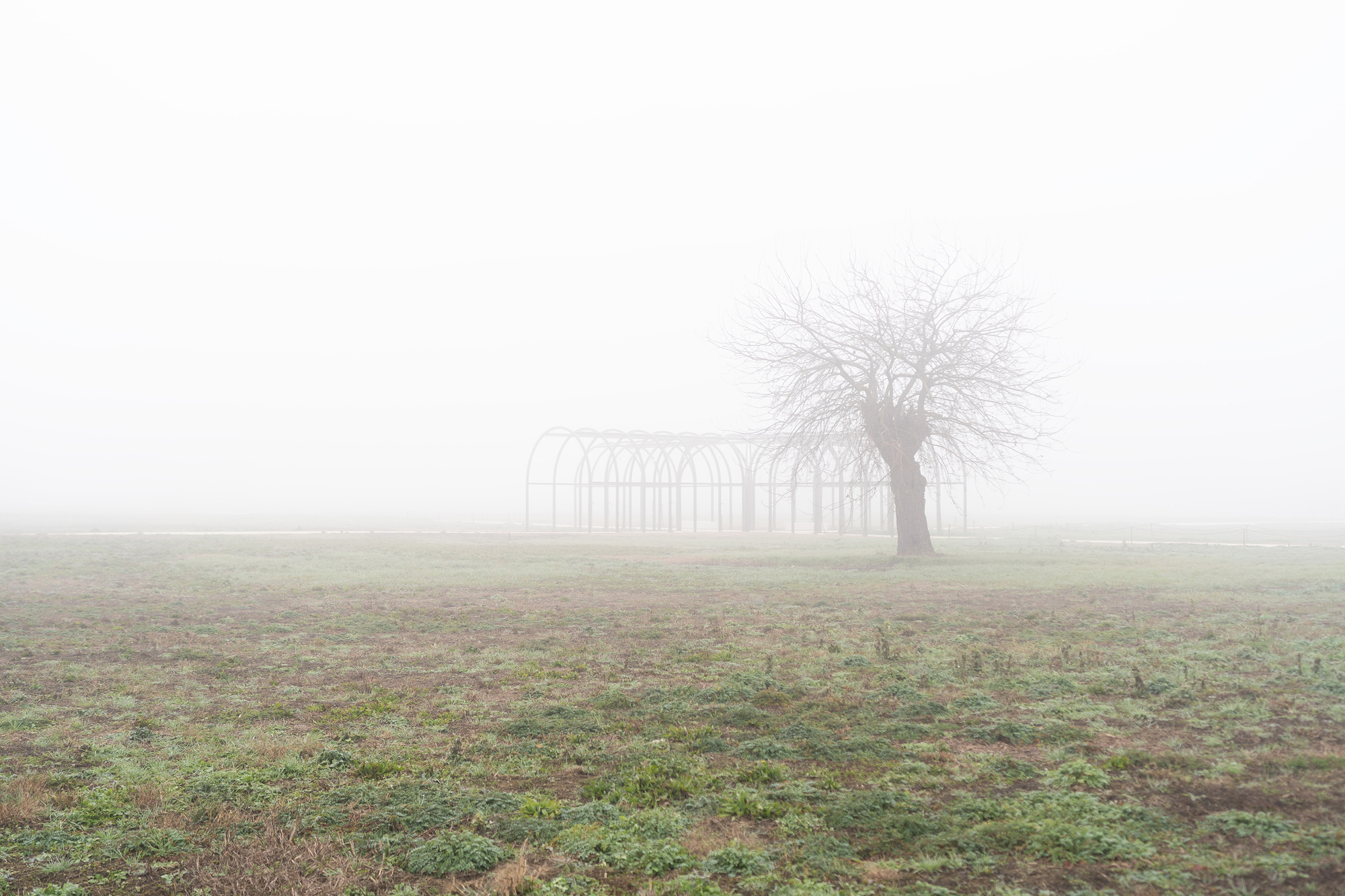 Row of slender steel arches behind a bare pollarded tree in thick winter fog over a grassy field
