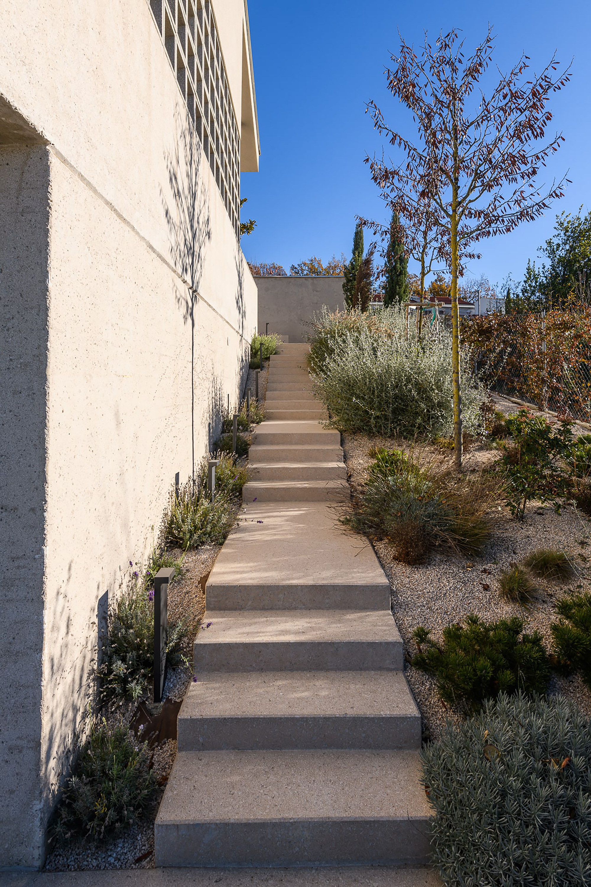 Concrete steps climbing between a rough plastered wall and gravel planting with grasses and a slender tree under clear blue sky