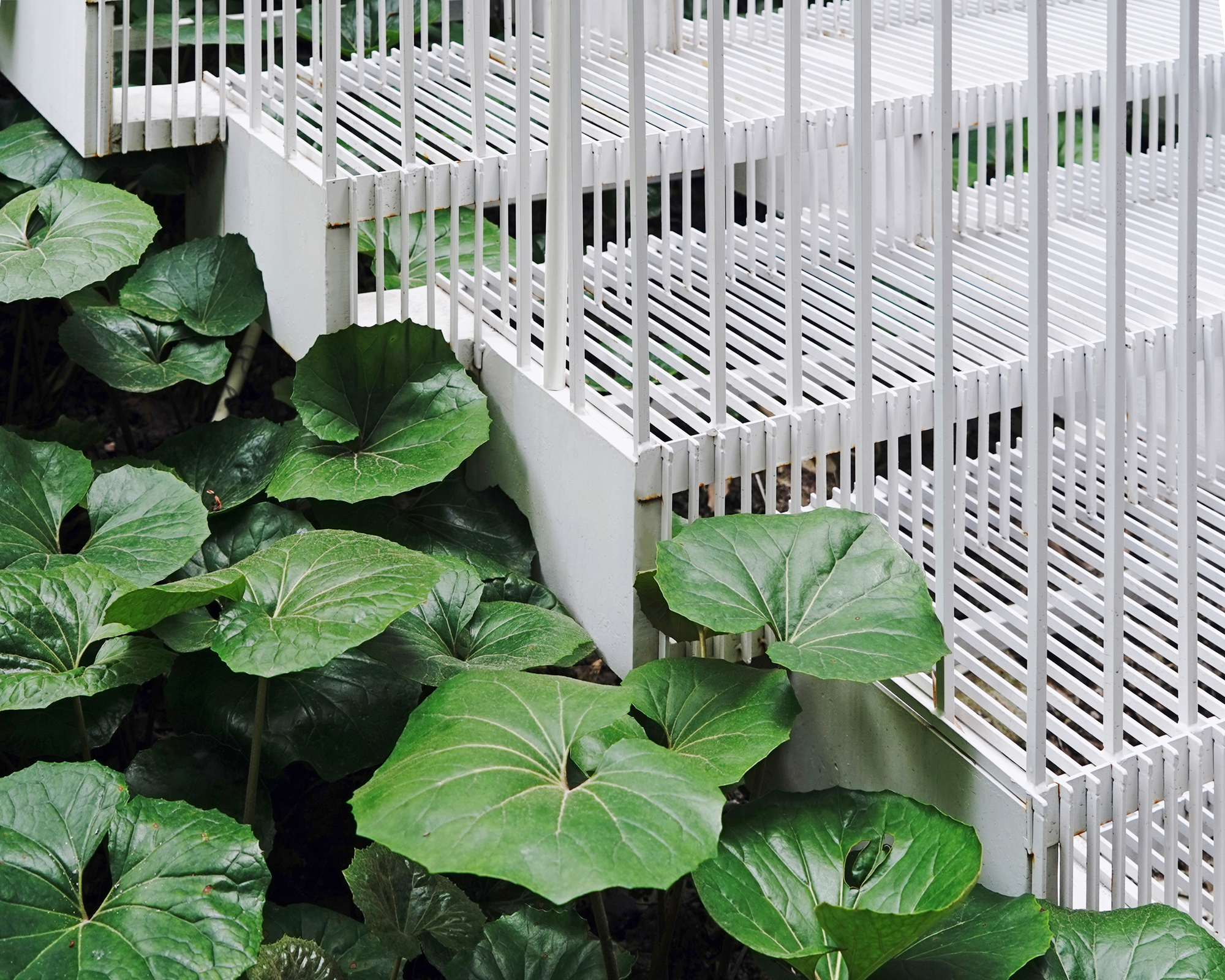 Large round-leaved plants growing beside white concrete stair sides and vertical bar railings in soft overcast light